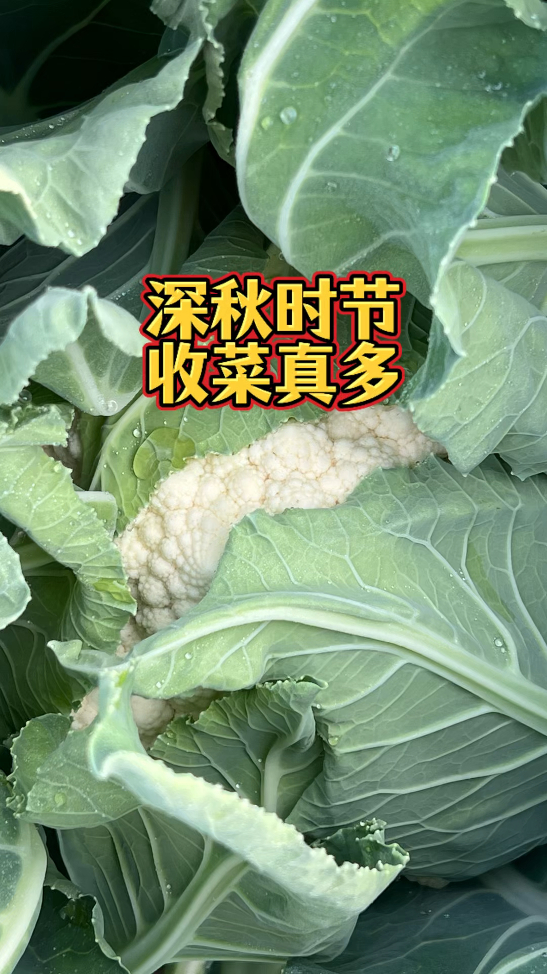 深秋时节,收菜真多