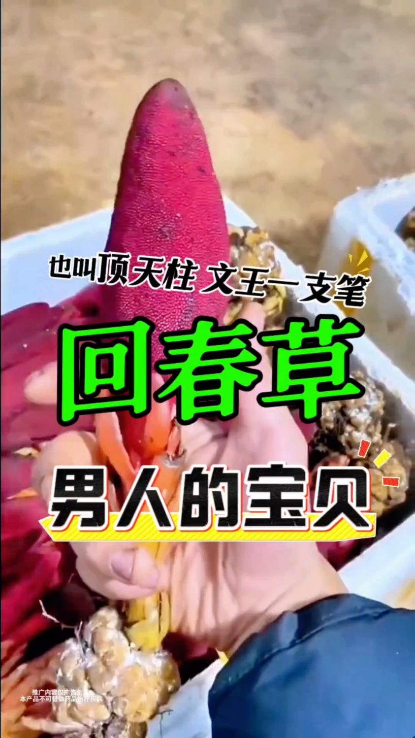 回春草也叫“顶天柱 文王一支笔”