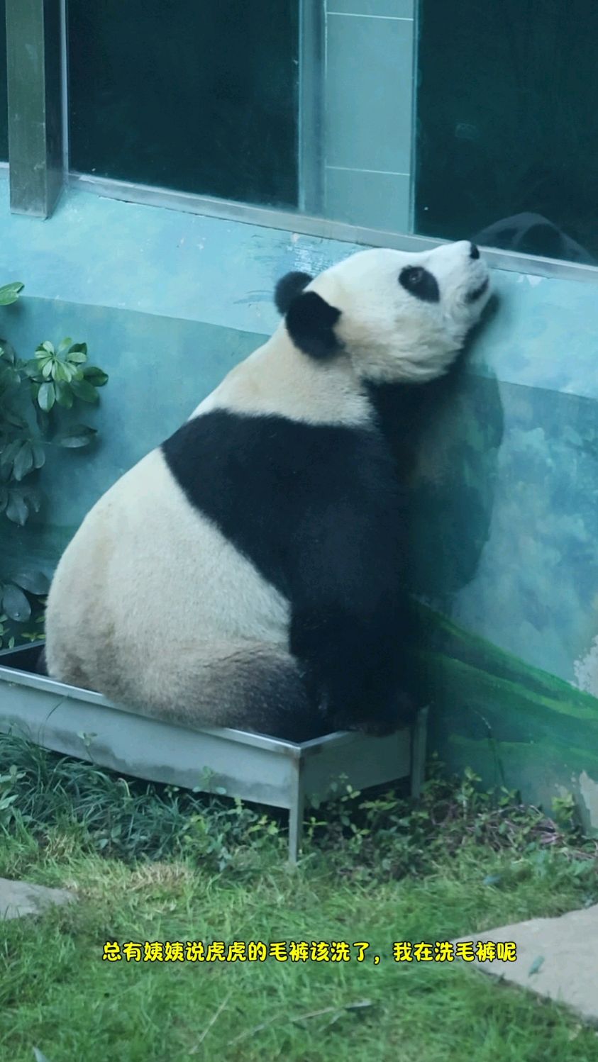 金虎这个调皮小熊,又在喝水盆里洗脚洗毛裤,清水瞬间成“奶茶”