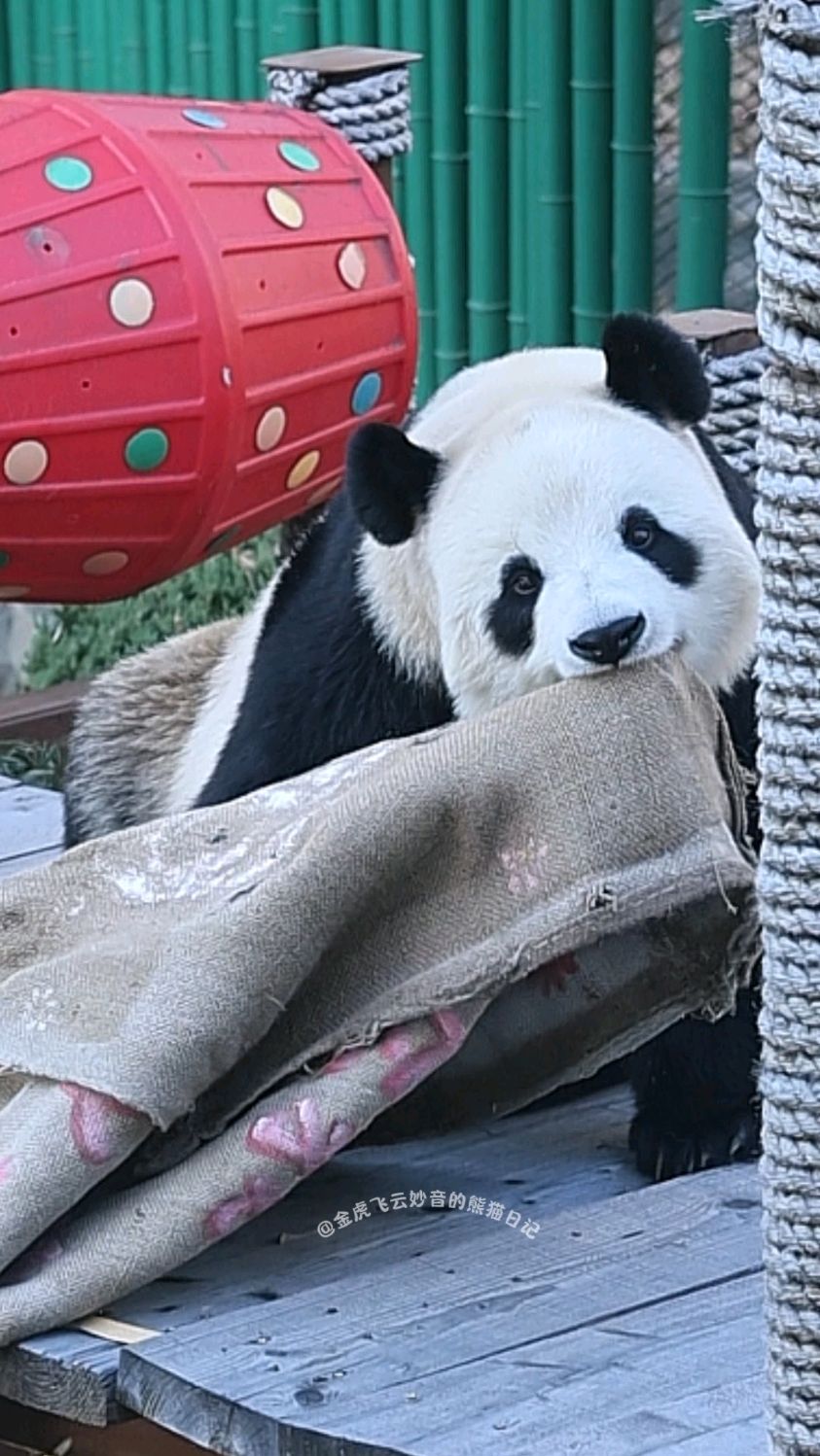 飞云今年第一次拆遮阳帘,还把美人鱼画像作成了拼图,太可爱!