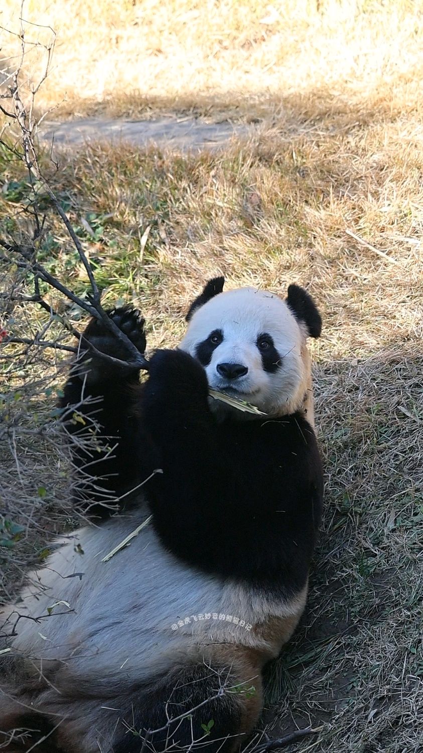飞云呐,小树这么好吃吗?飞云:小树等于辣条薯片瓜子花生!