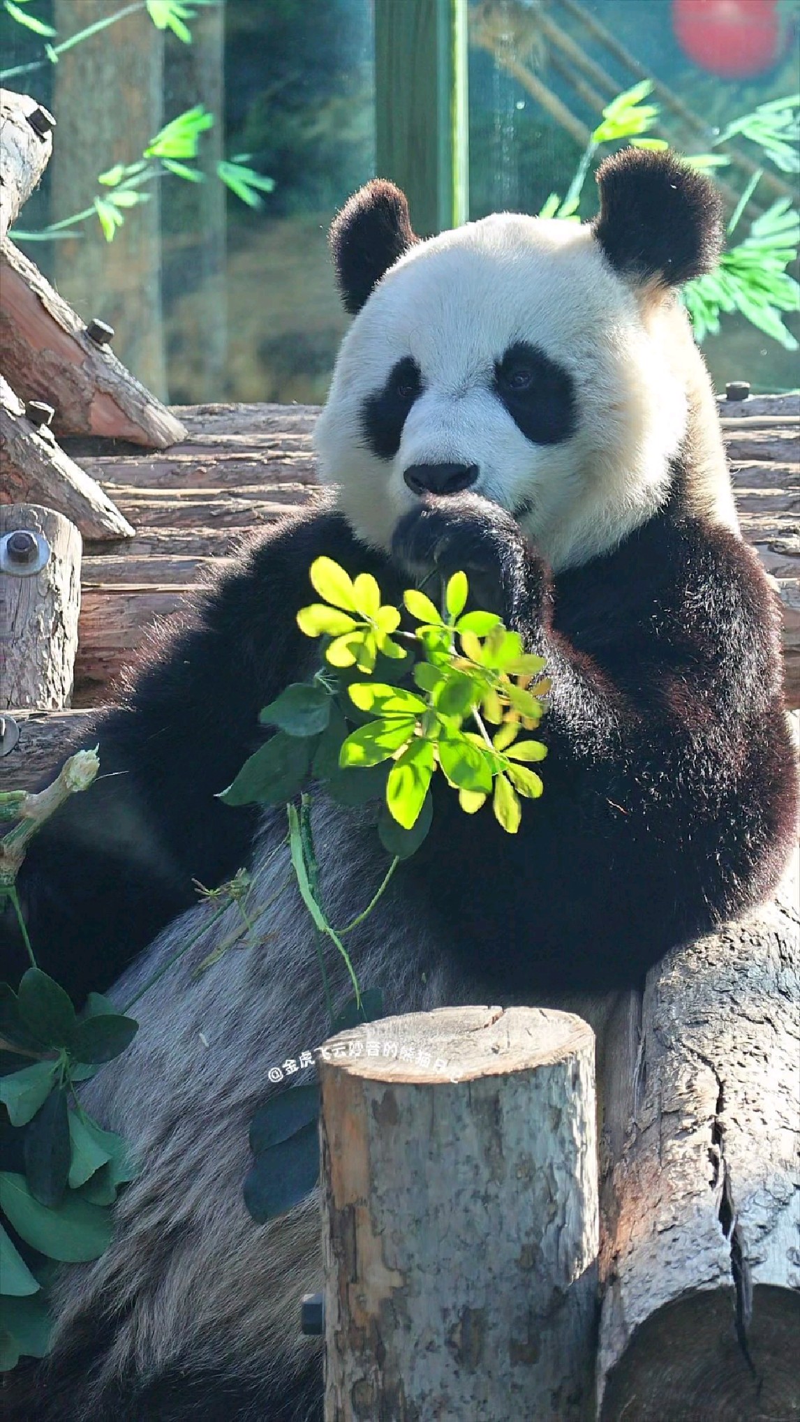 妙音小公主打野可不是什么野都打的,这鹅掌柴都吃上啦!