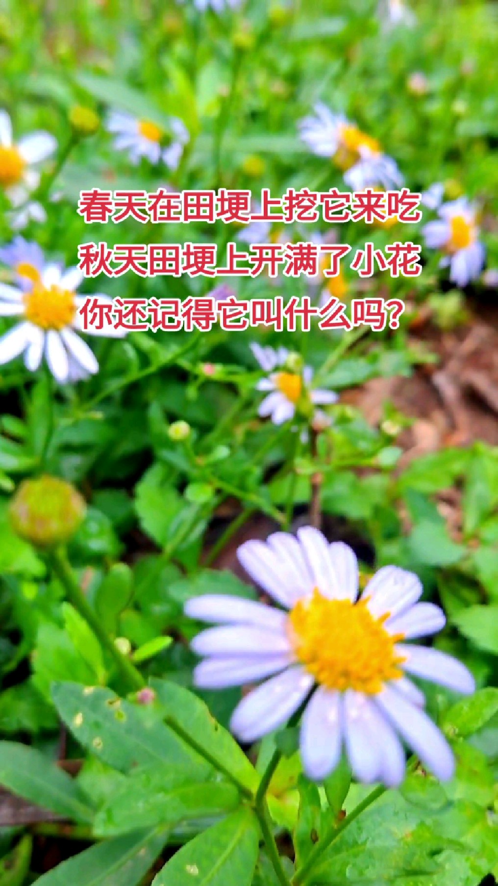 小时候家里穷经常挖野菜 还记得它叫什么吗