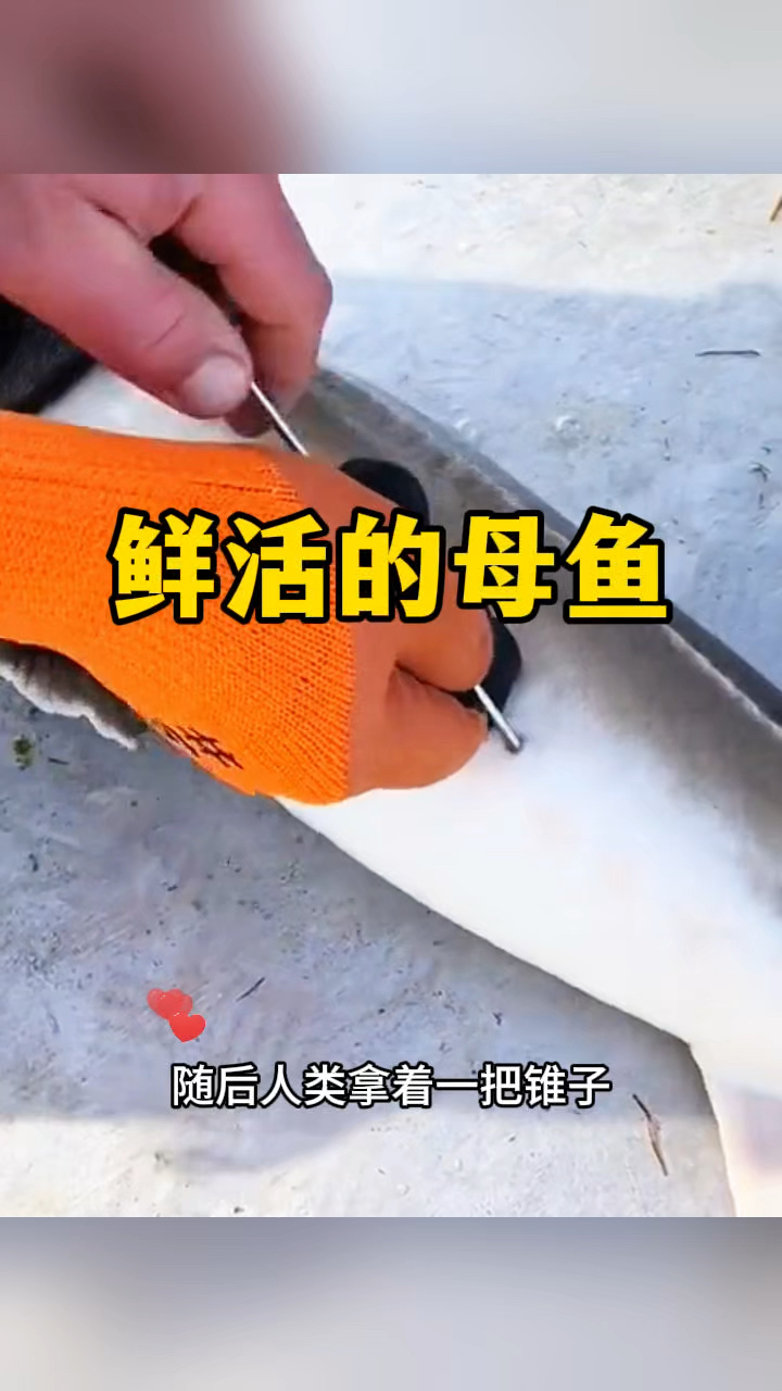 鲜活的母鱼,太不可思议了