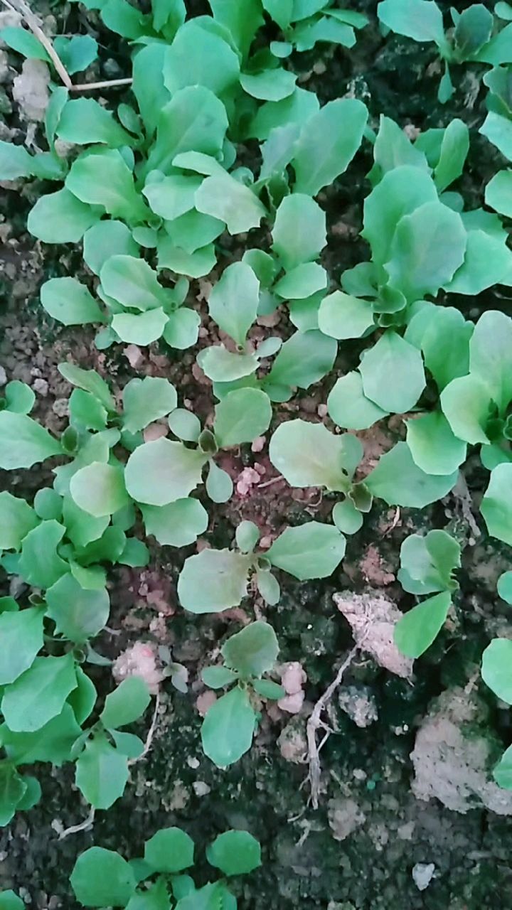 这就是紫色生菜的小苗苗,从这么小长到比手掌还大