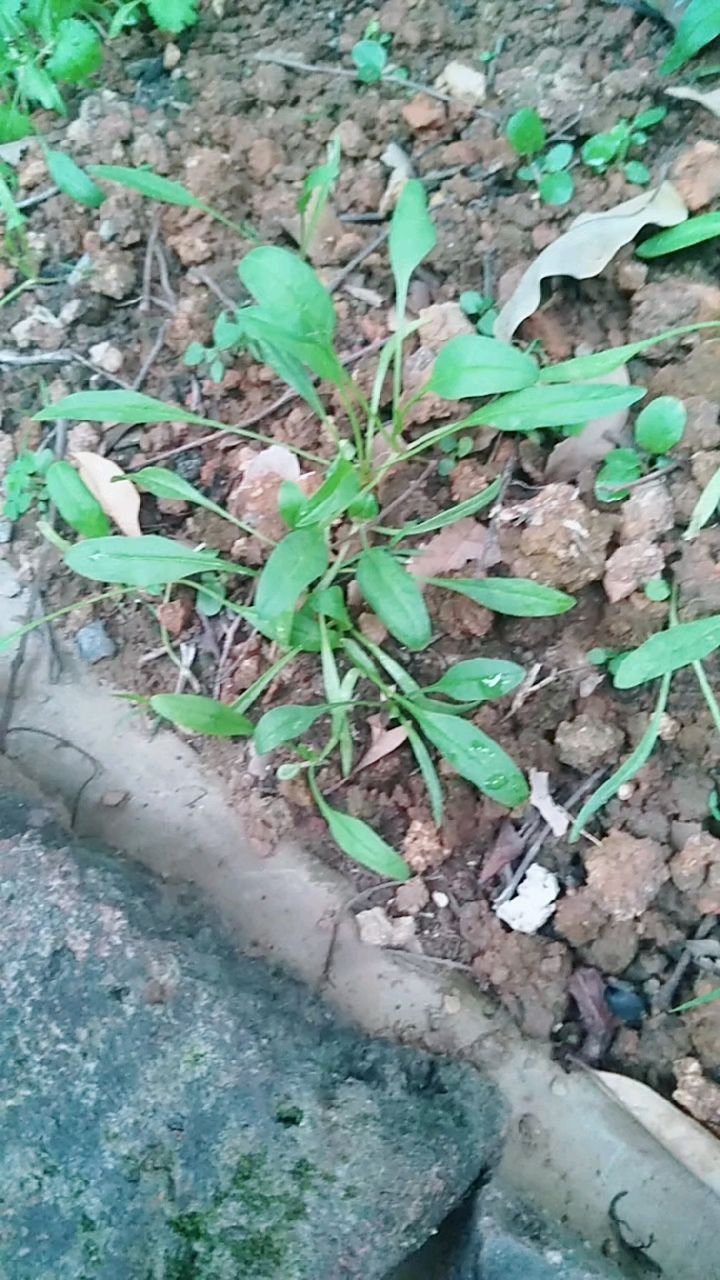 小菠菜苗刚出芽,还比较纤小,长大点就有菠菜小模样了