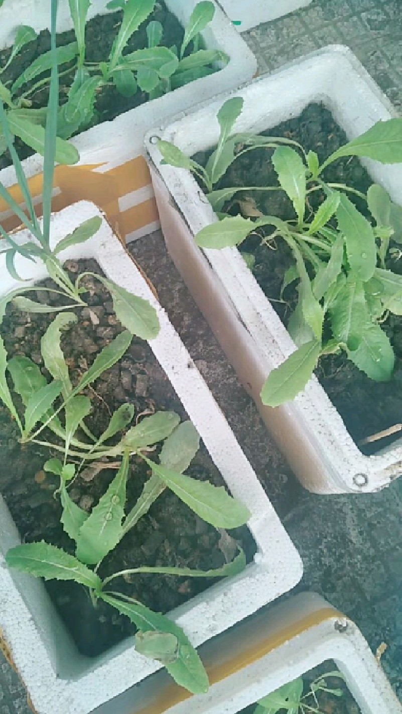 油麦菜大菜苗,前几天有红蜘蛛,捉虫,取菜地的水混合草木灰浇菜