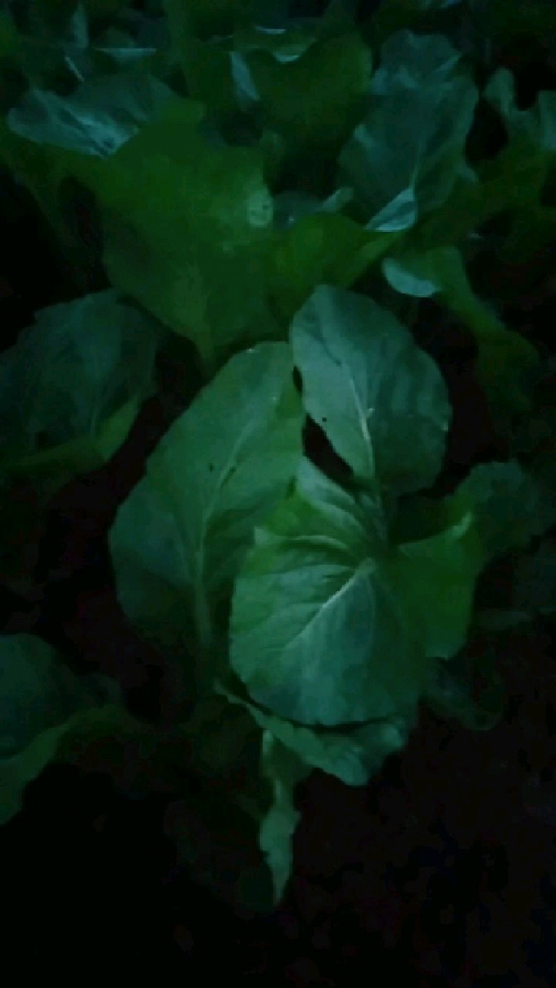 芥菜苗在长了,看着有点大了,只是小苗,像大力水手一样,很能长