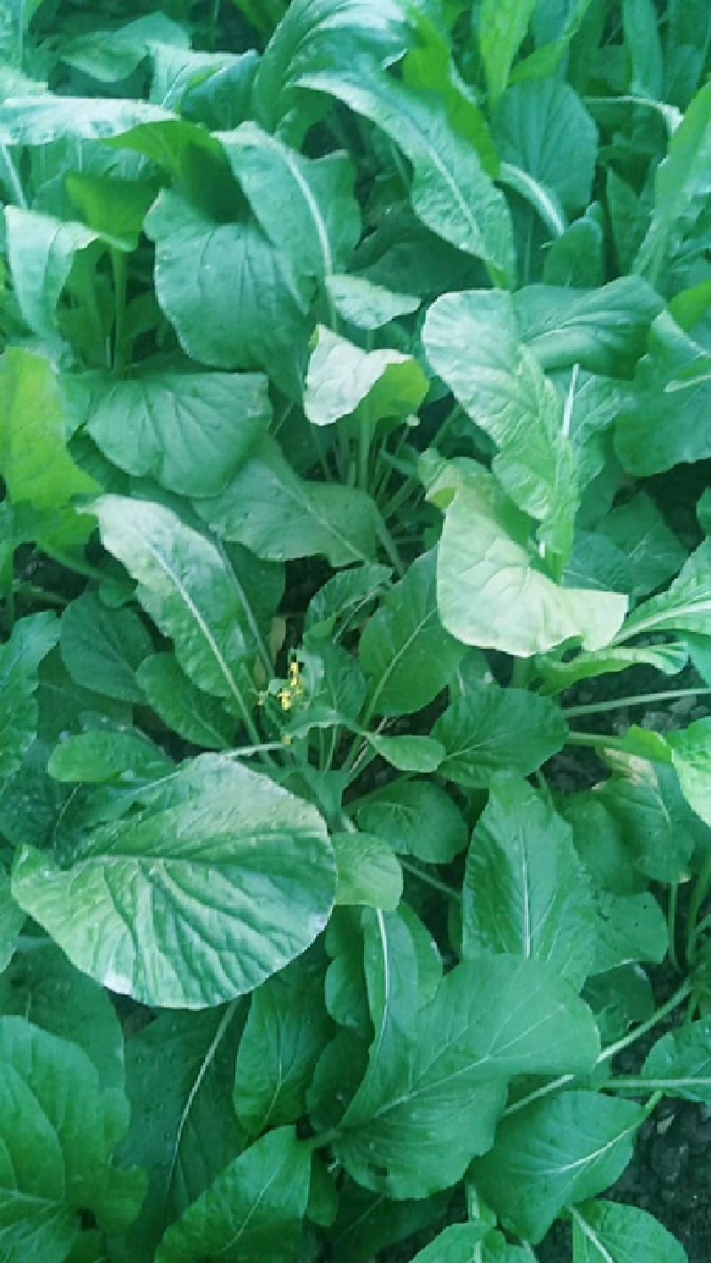 这边甜菜心,叶儿特别大,因为是头一荐,到后面第二荐就小了