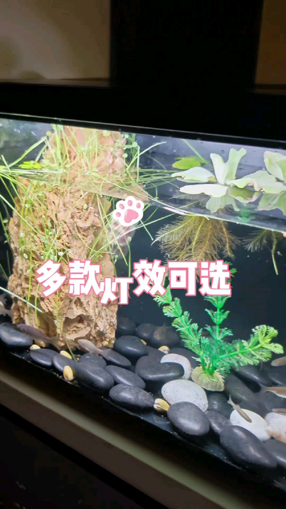 开启远程喂鱼!五百块入手当贝智能鱼缸1 Ultra,值不值?