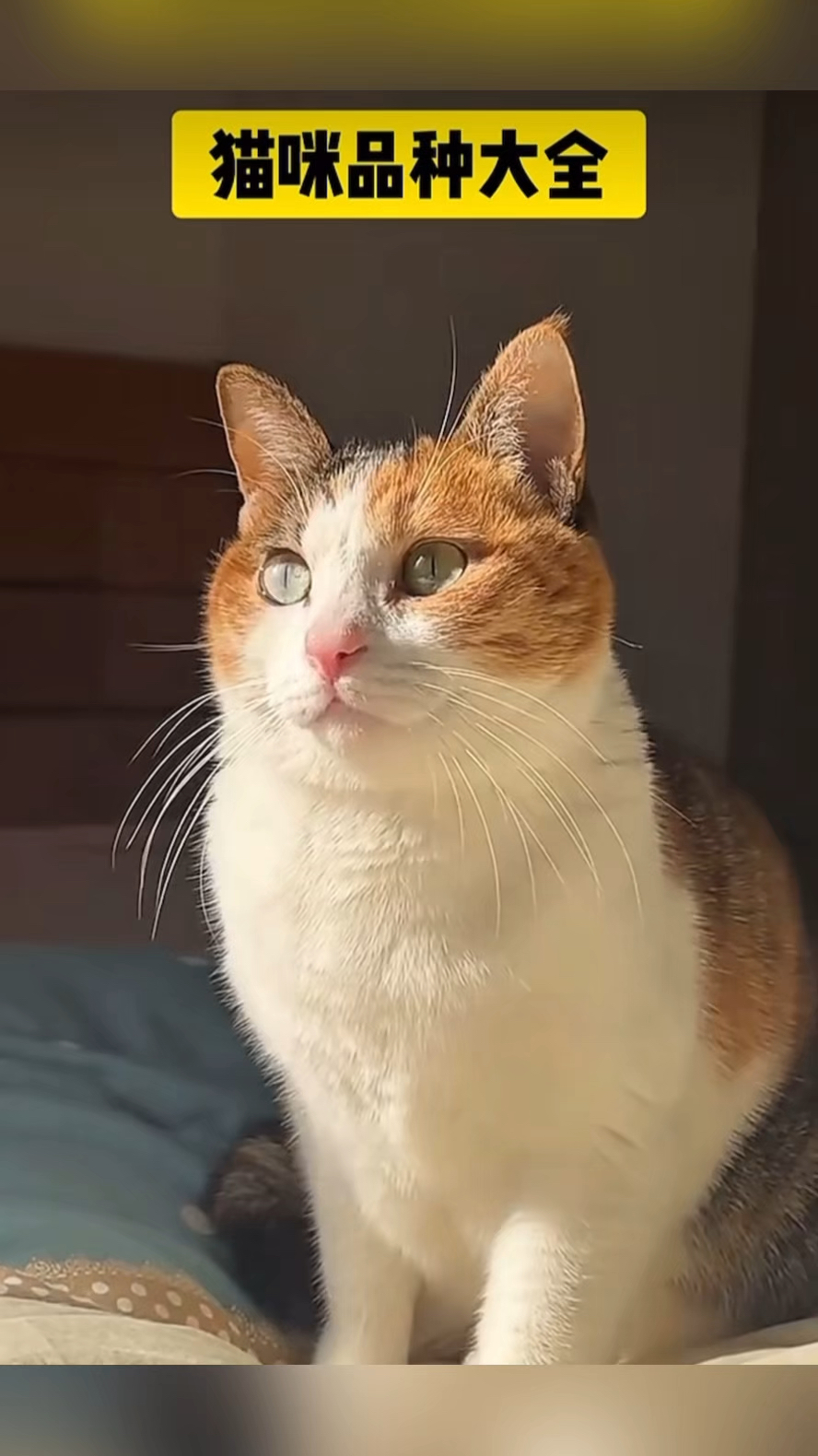 猫咪品种大全你都养过吗?