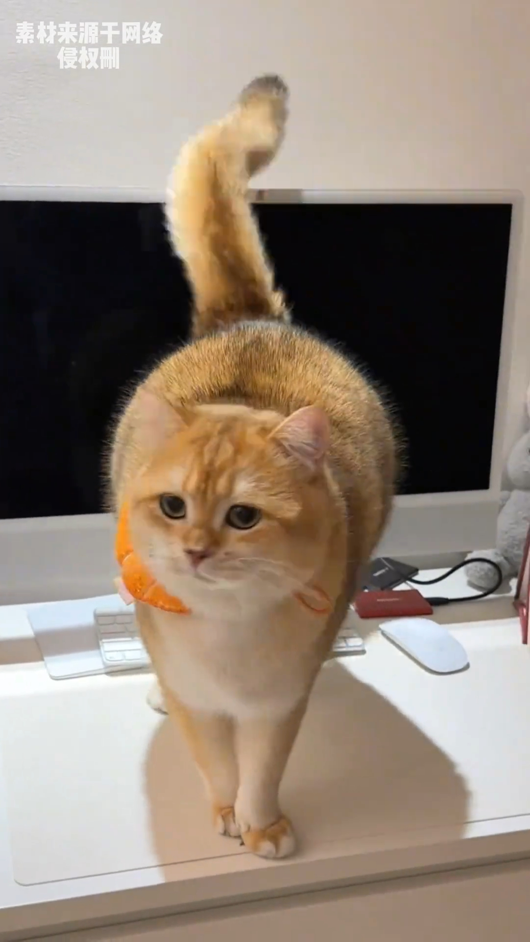 宠物猫小时候对比长大后,结果是这样