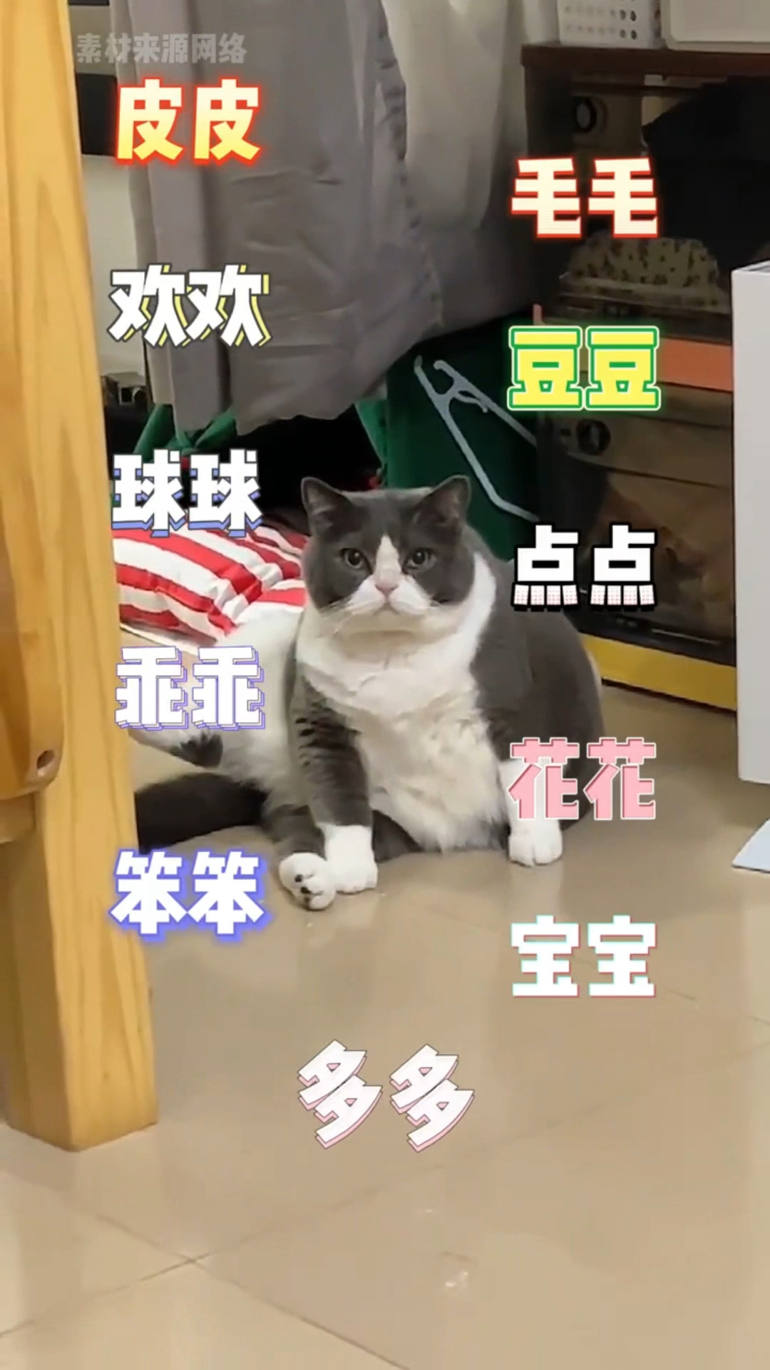 不同年龄段的的给猫咪起名字