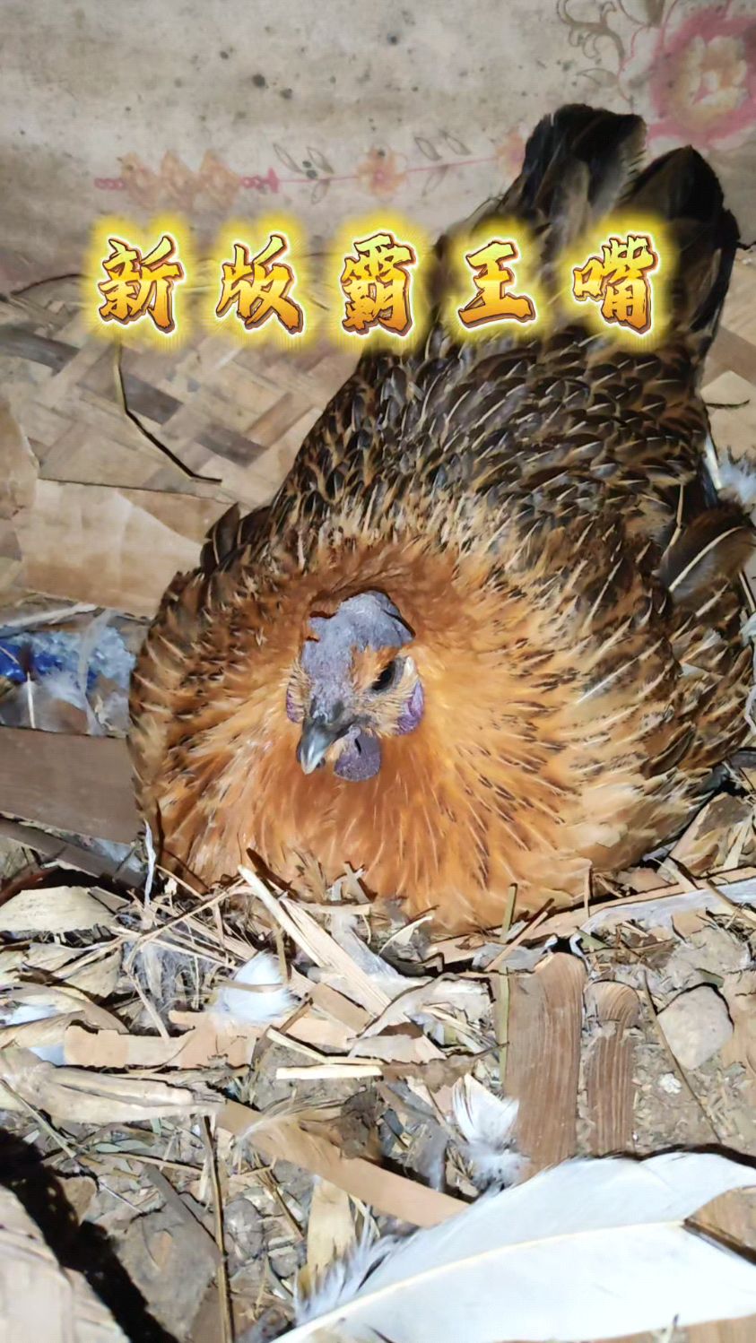 疯狂护蛋的母鸡,把主人打得瑟瑟发抖