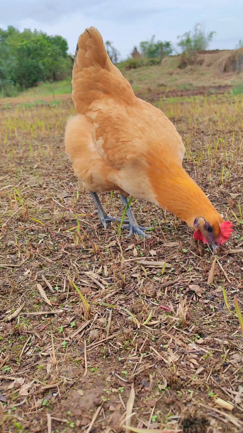 美丽的母鸡有如仙女下凡