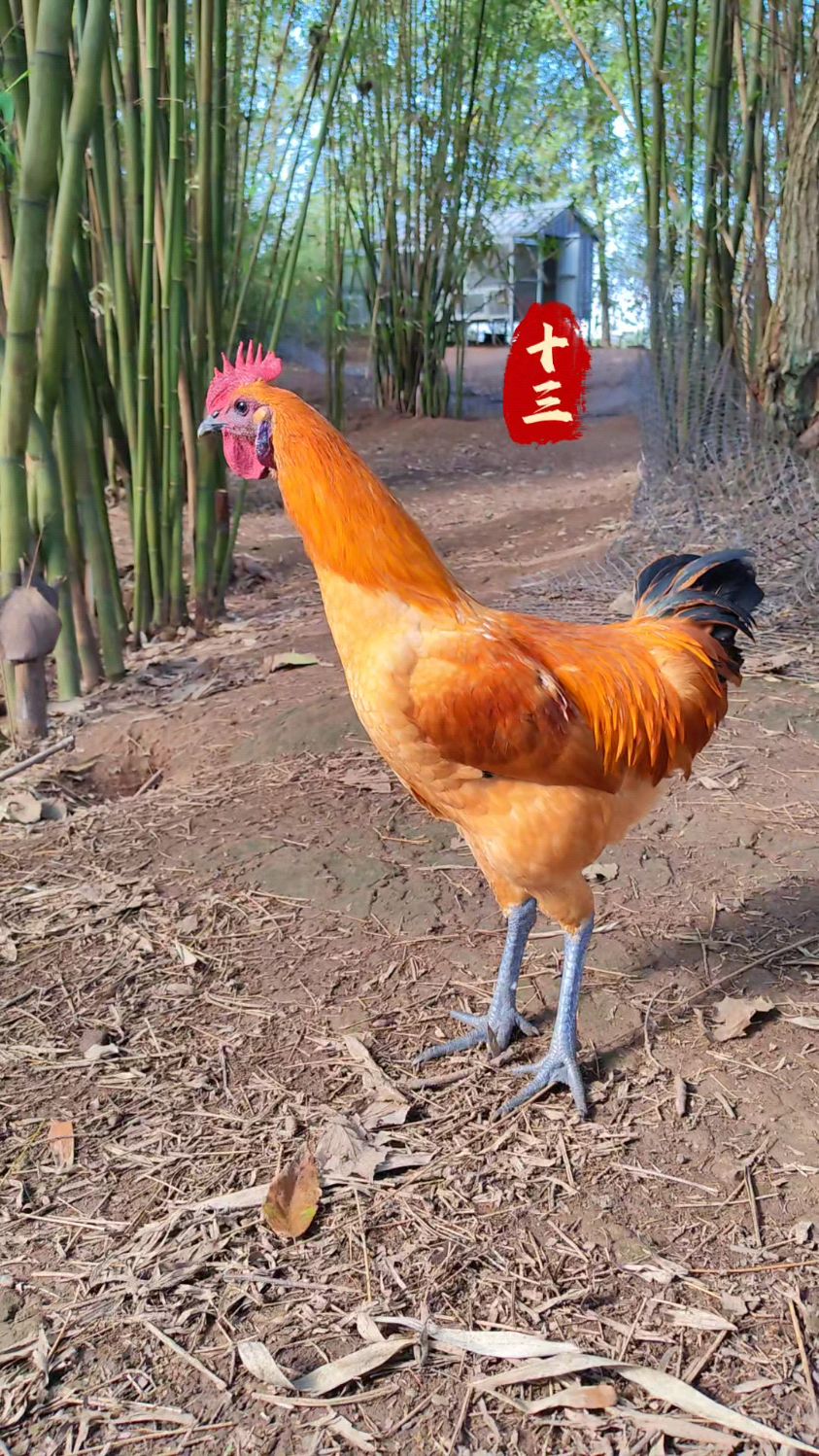 漂亮的高脚公鸡欣赏