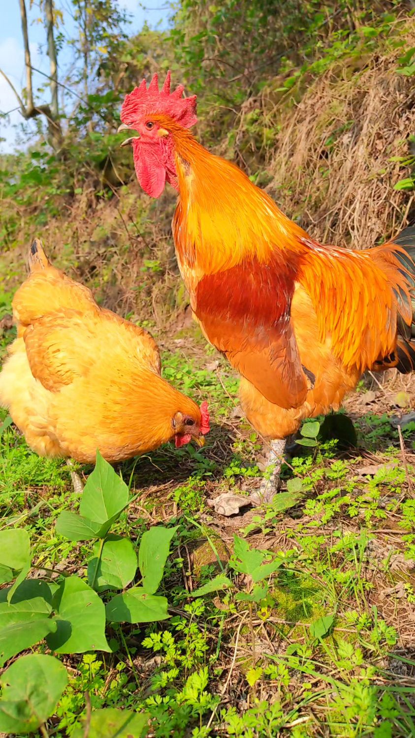山谷里,公鸡和母鸡在一起,和谐又美丽