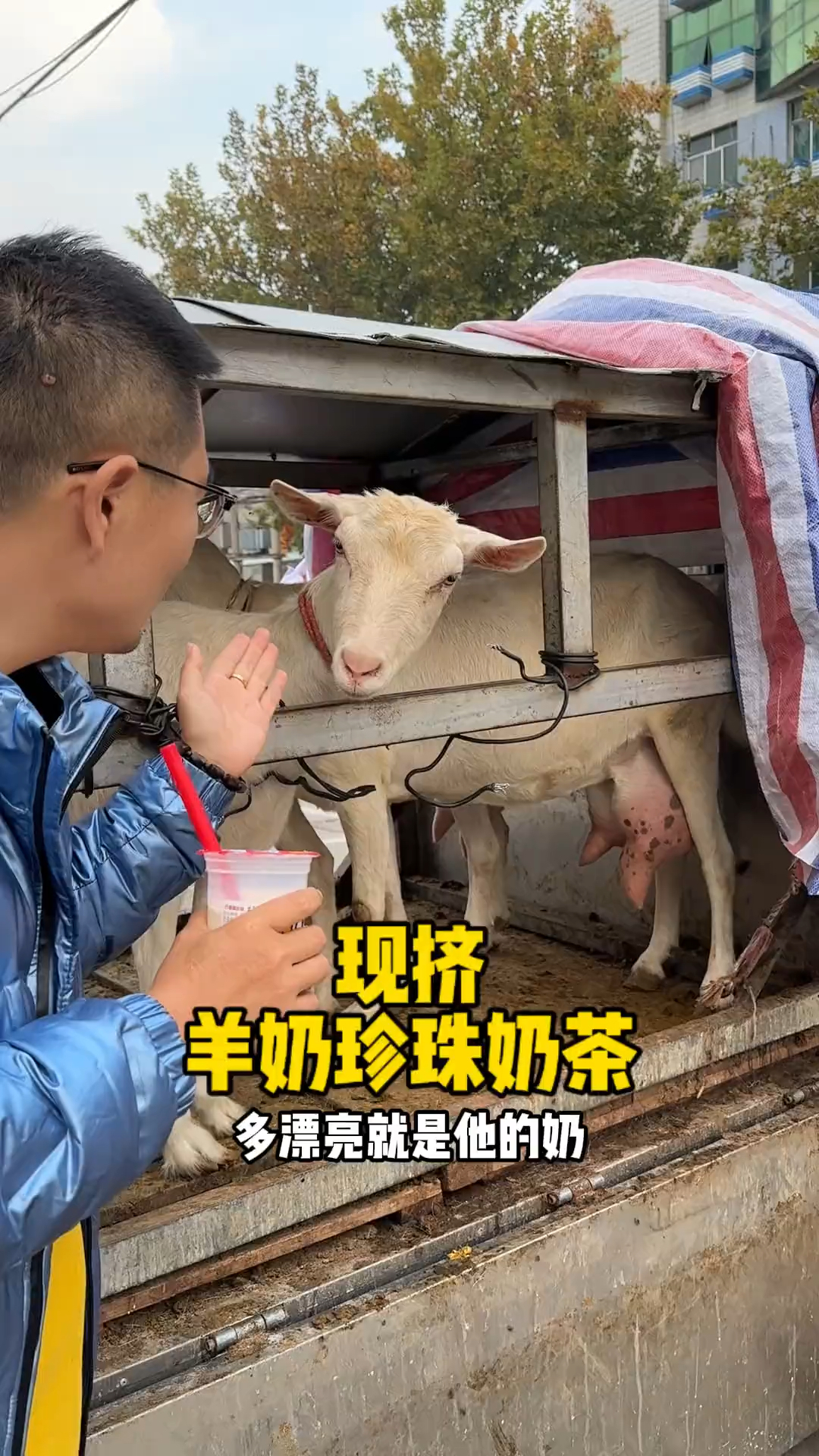 现挤羊奶珍珠奶茶