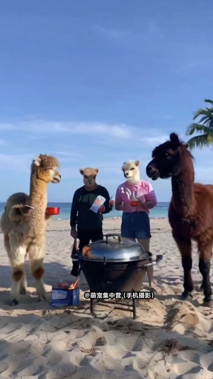我是霸波奔他是奔波霸