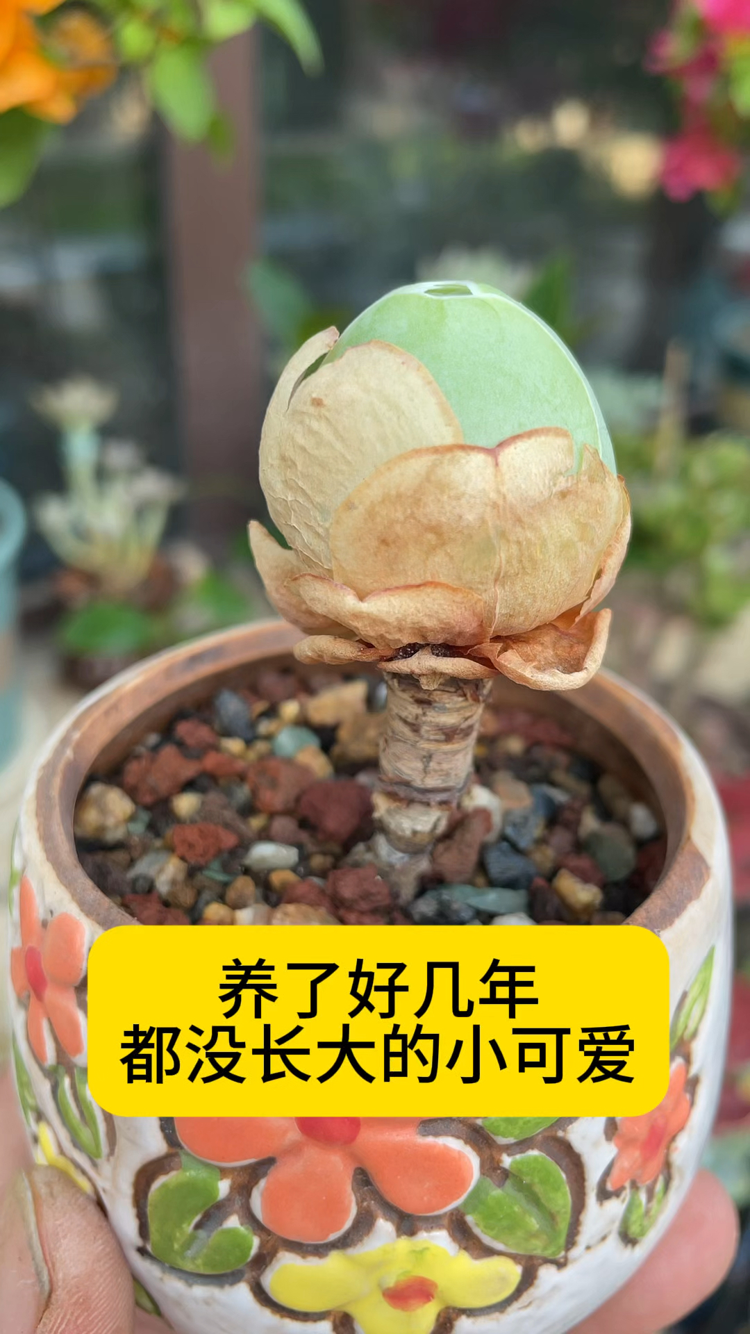 鸡蛋玫瑰多肉,好玩好养