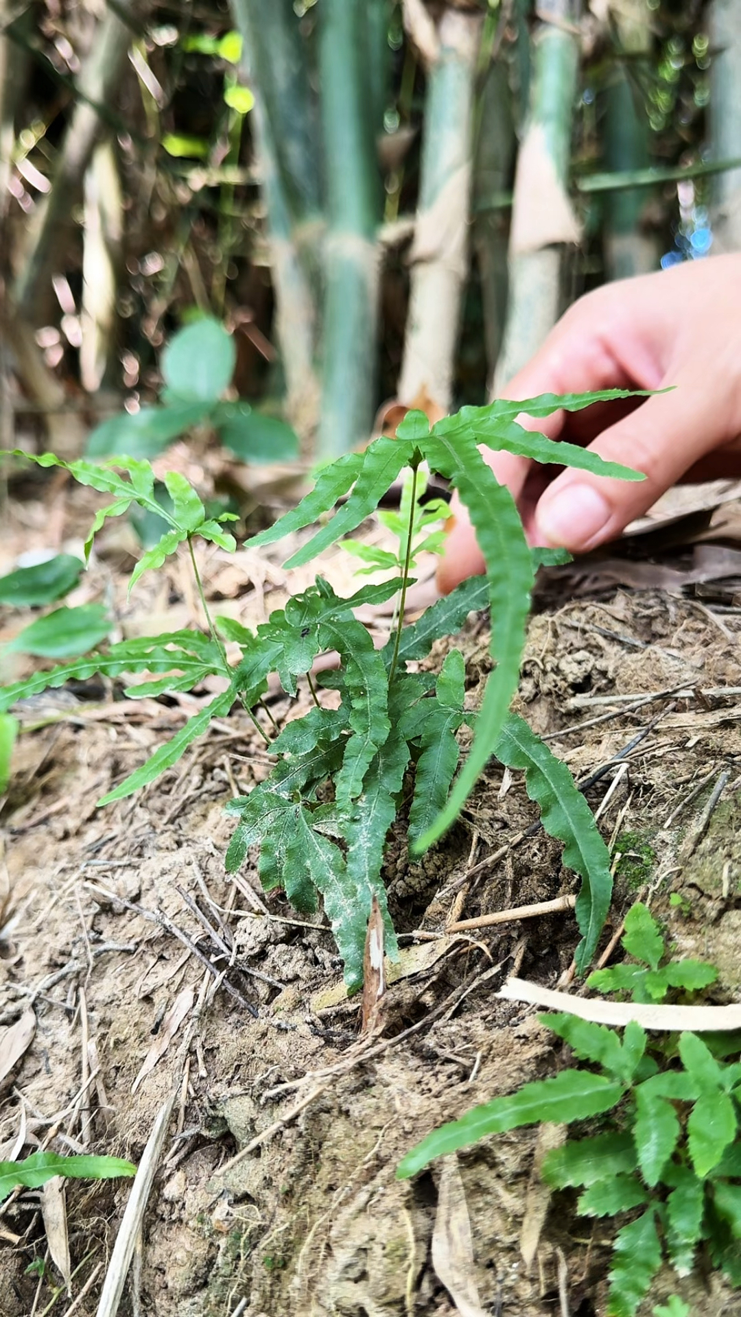 这种植物叫鸡脚草,村里的老先生常把它采收回家