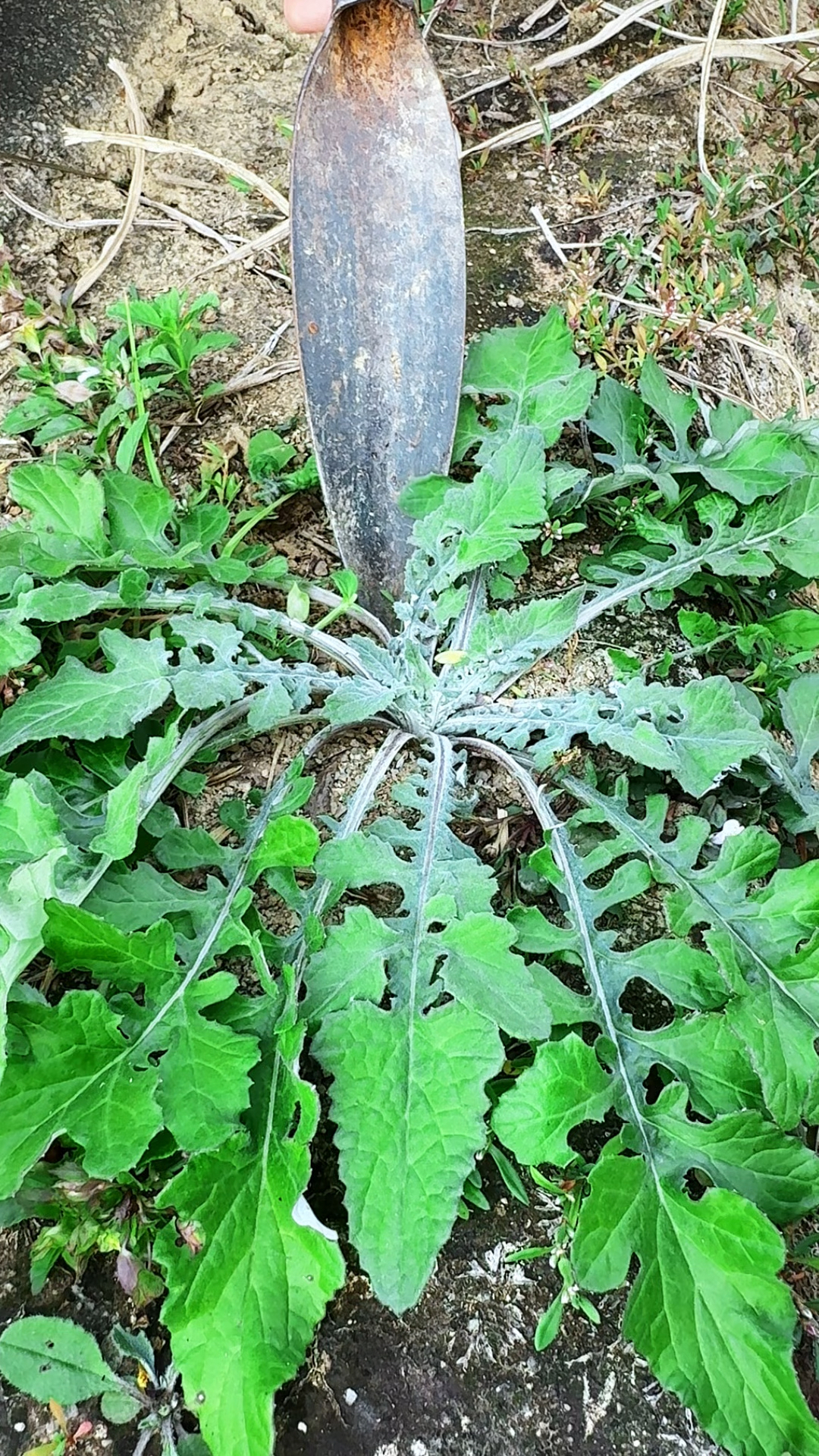 泥胡菜也叫苦荬菜、猪兜菜,是冬天最早的野菜,你的家乡有吗?