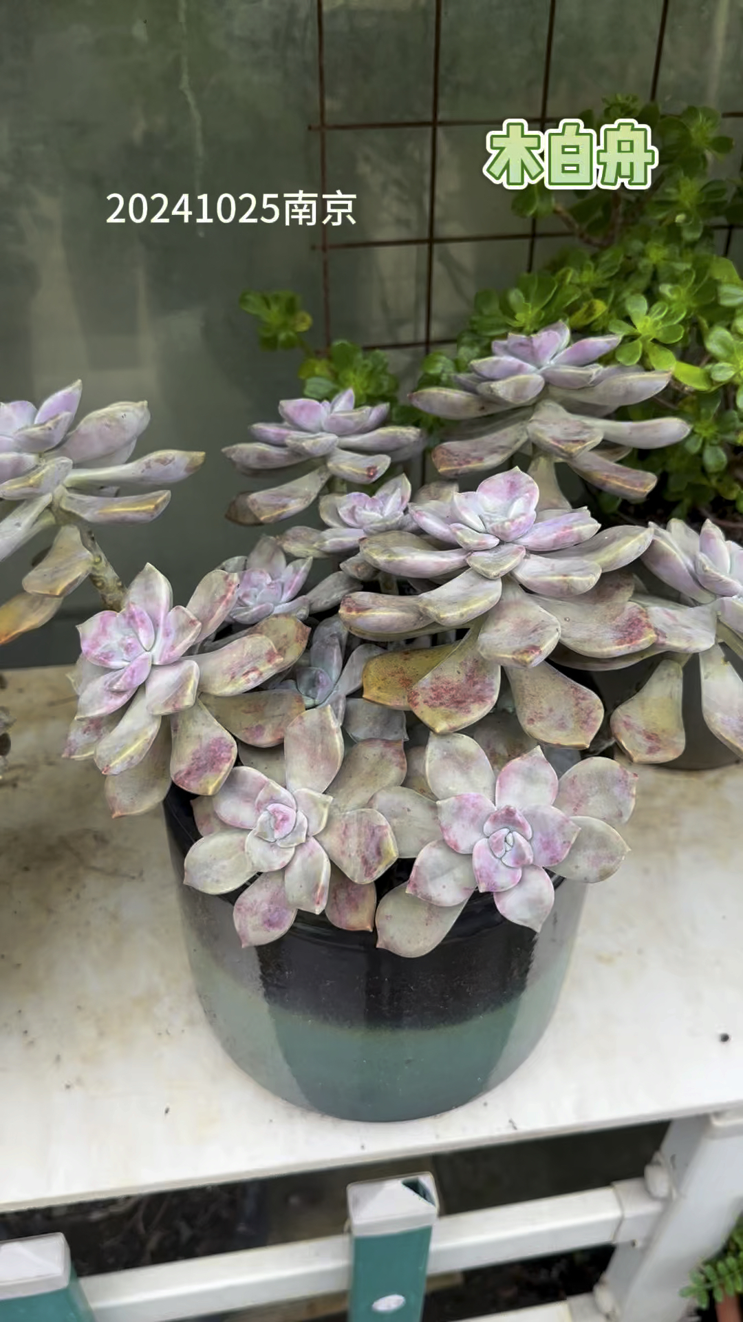 多肉紫乐盆越大越好看