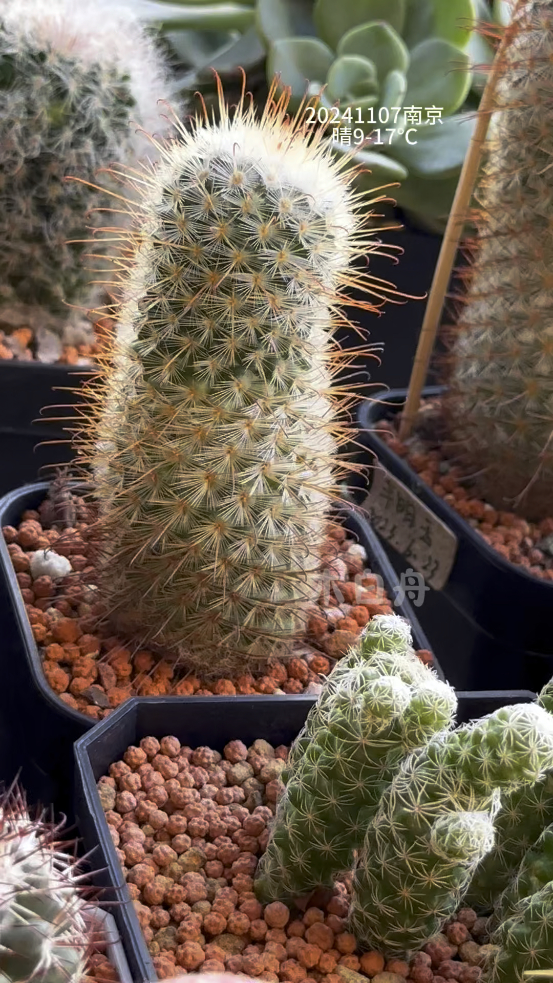 丰明玉仙人球家里光照不足不要养