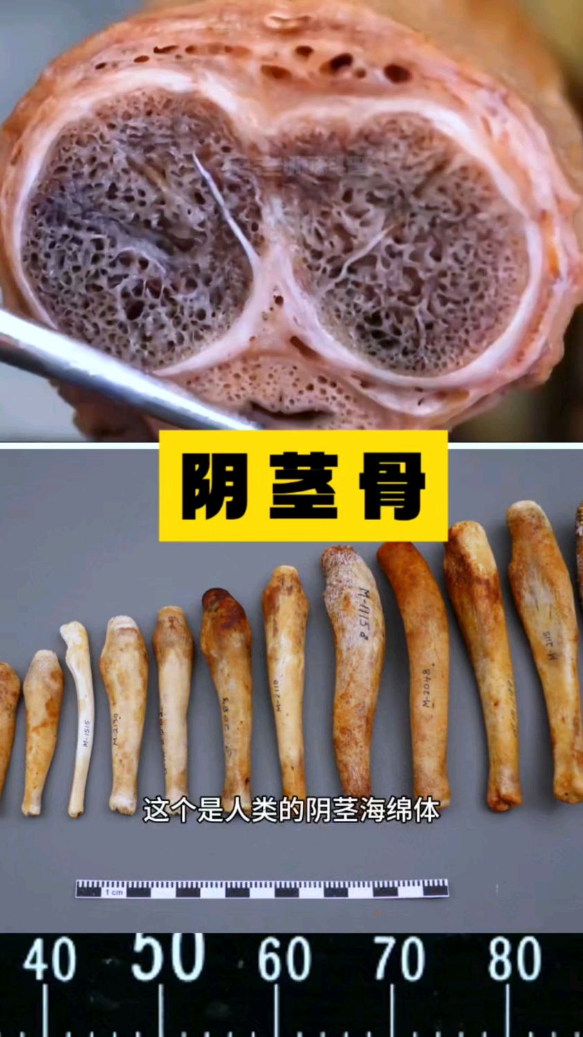 丁丁有没有骨头呢?