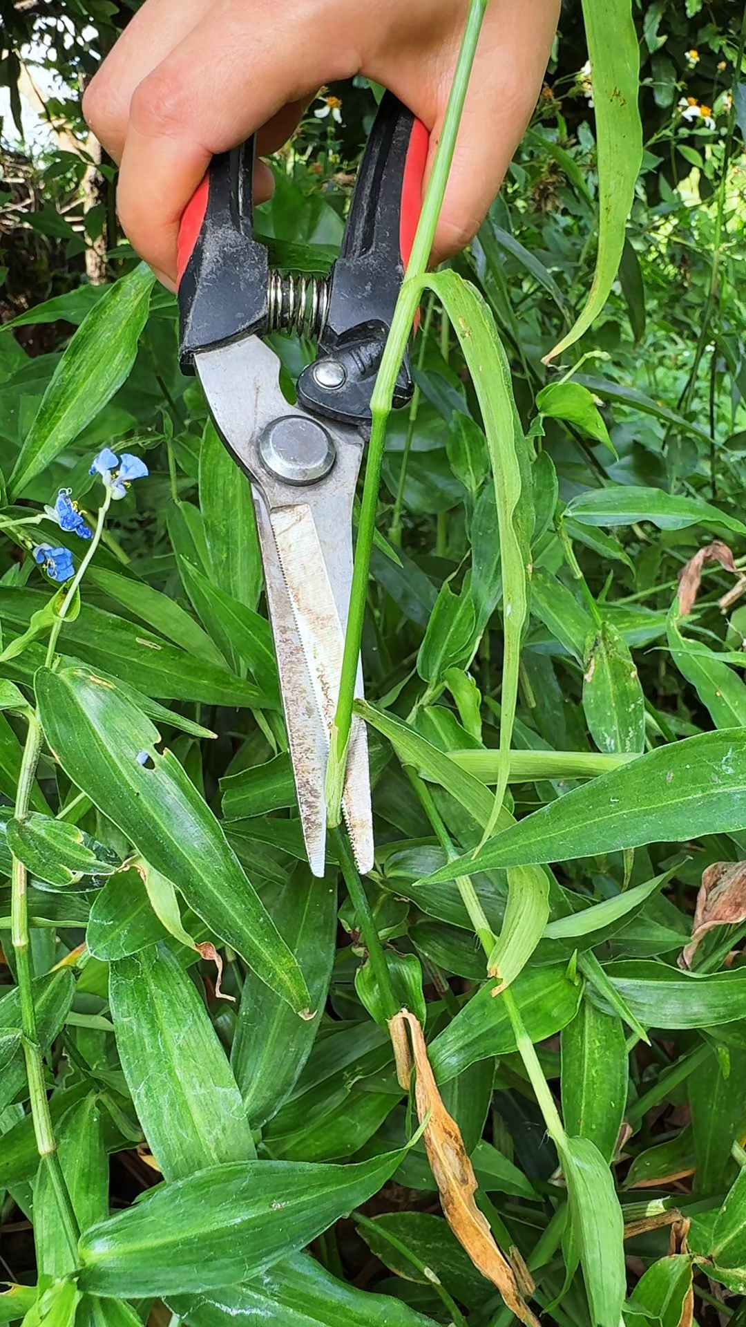 饭包草又名竹叶菜,村里人常常采摘回来,你认识它吗?
