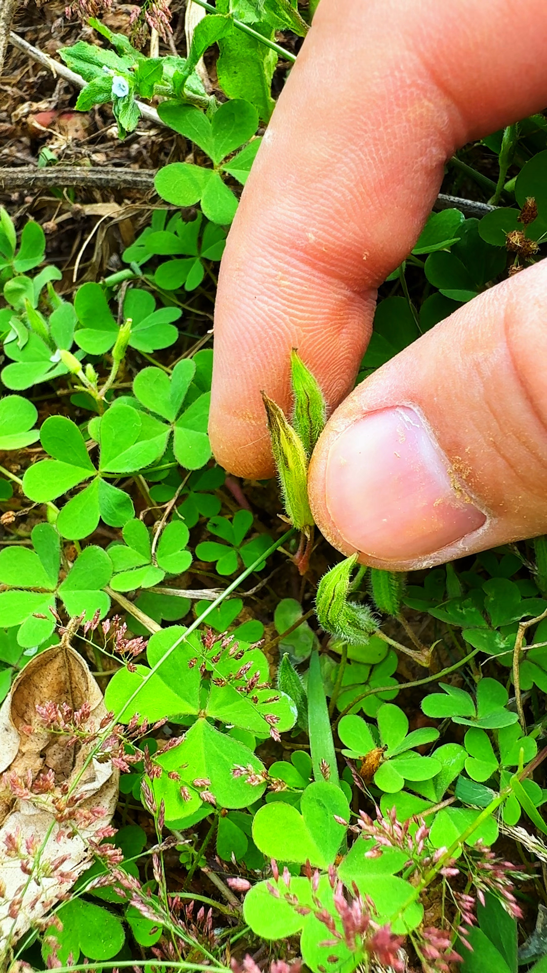 这种一捏就炸的果子叫黄花酢浆草,村里人采挖回来清洗干净后晾晒