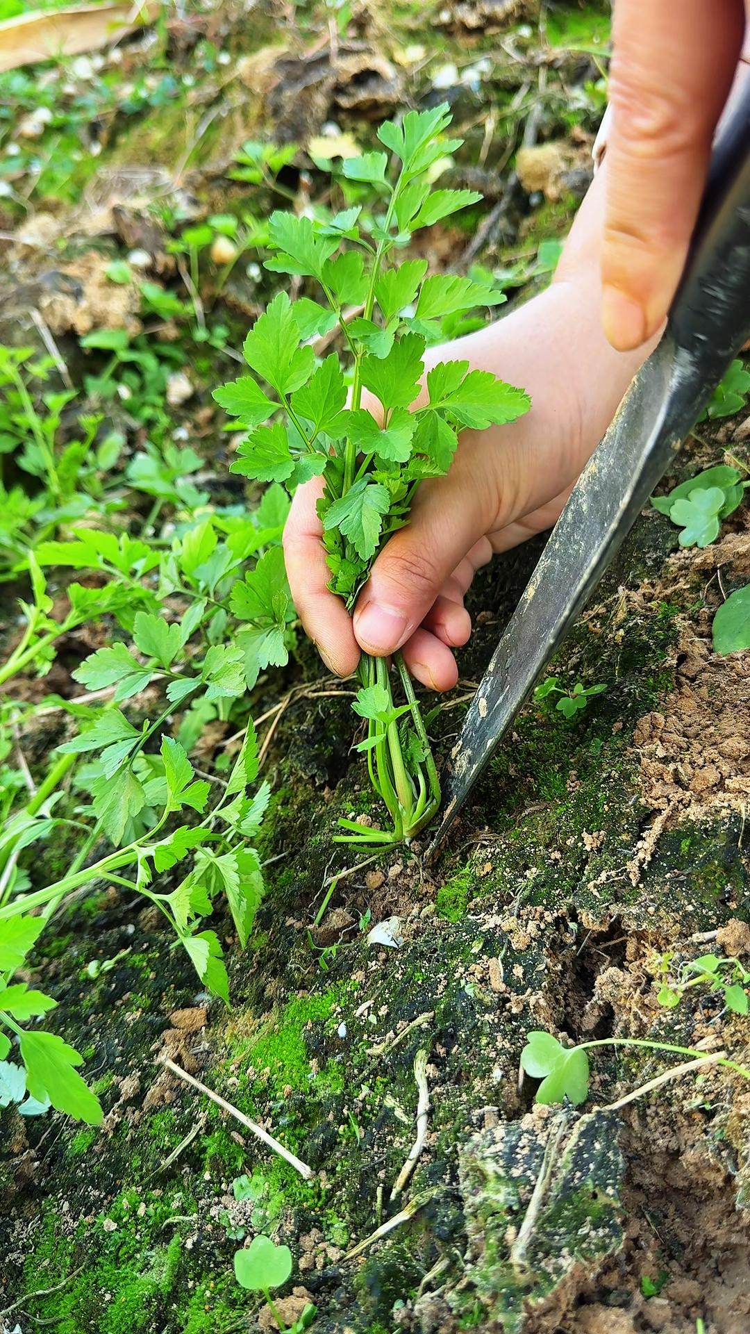 水芹菜你知道吗?村里人常常采摘回来晾晒