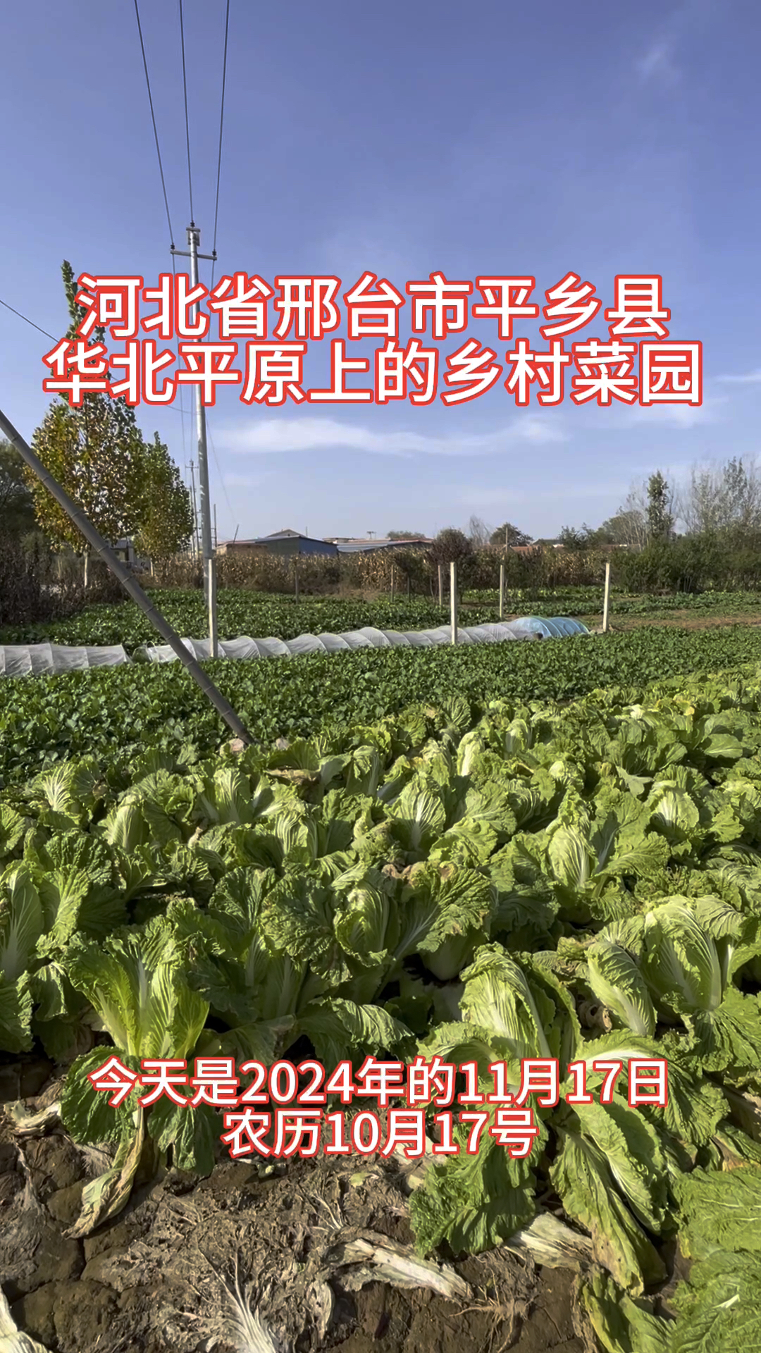 北方初冬普通农家菜园观察