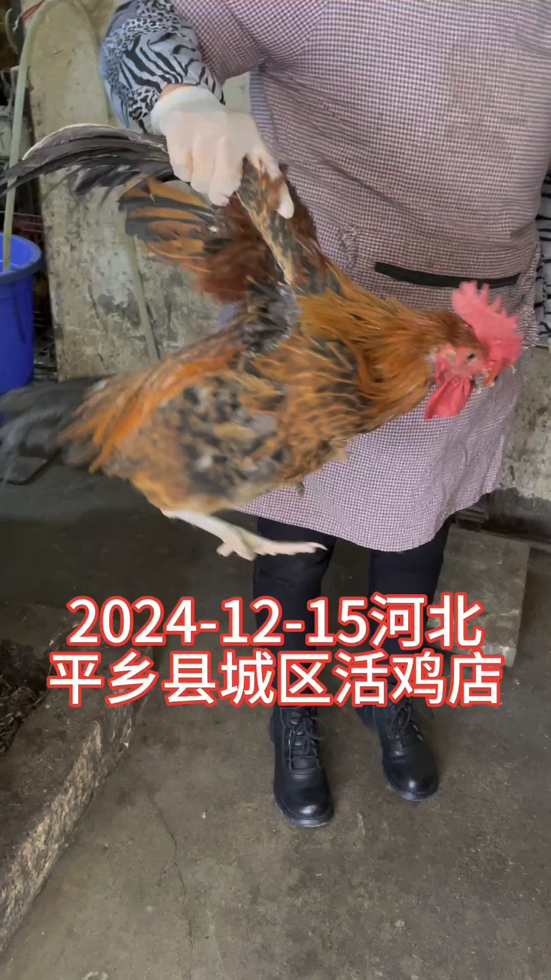 看看北方县城活鸡店的一条龙服务