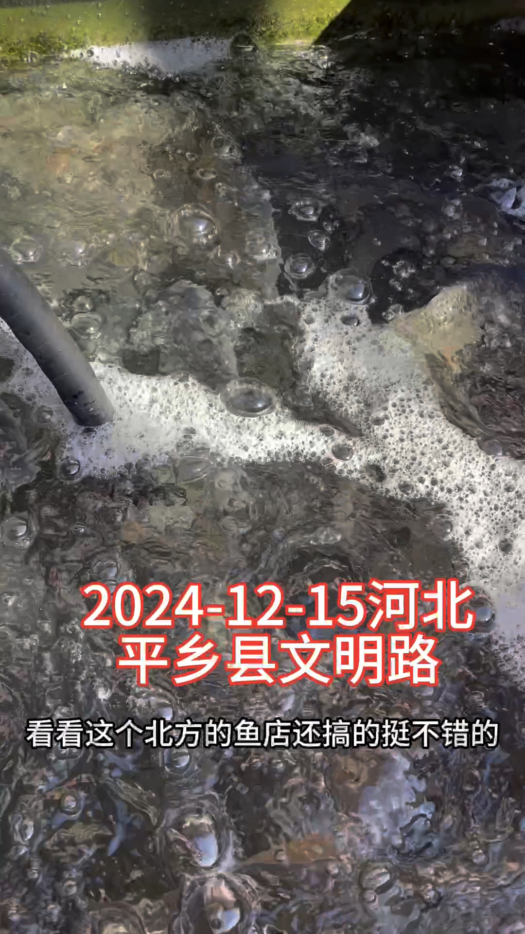 北方县城里的活鱼店景象
