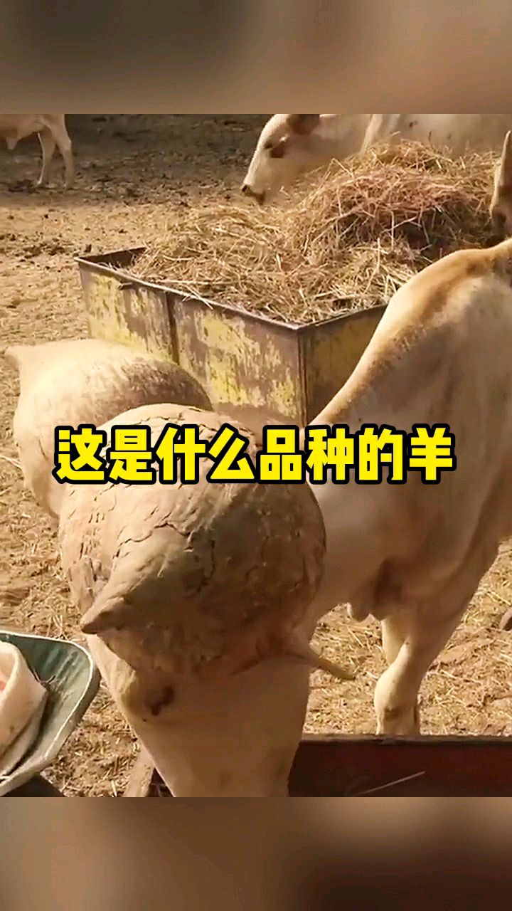 这是什么品种的羊