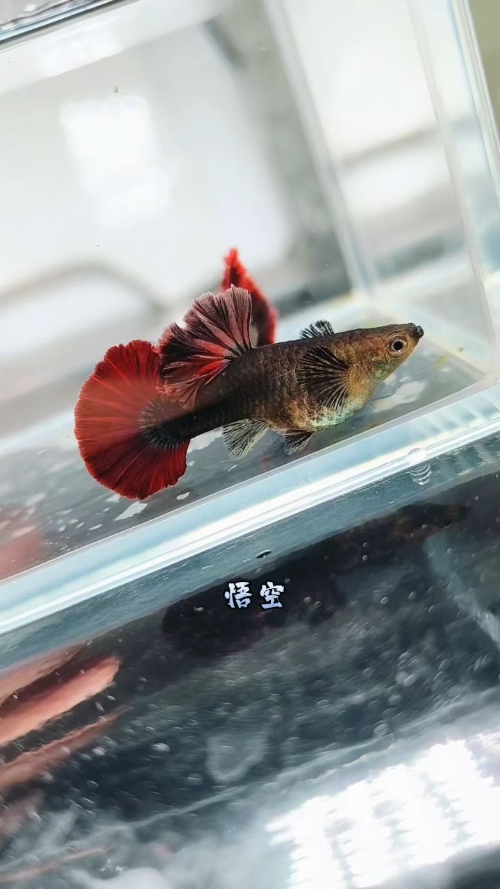 菊花帆褶扇红扇孔雀鱼大家看看怎么样啊这鱼,看着够用吗?