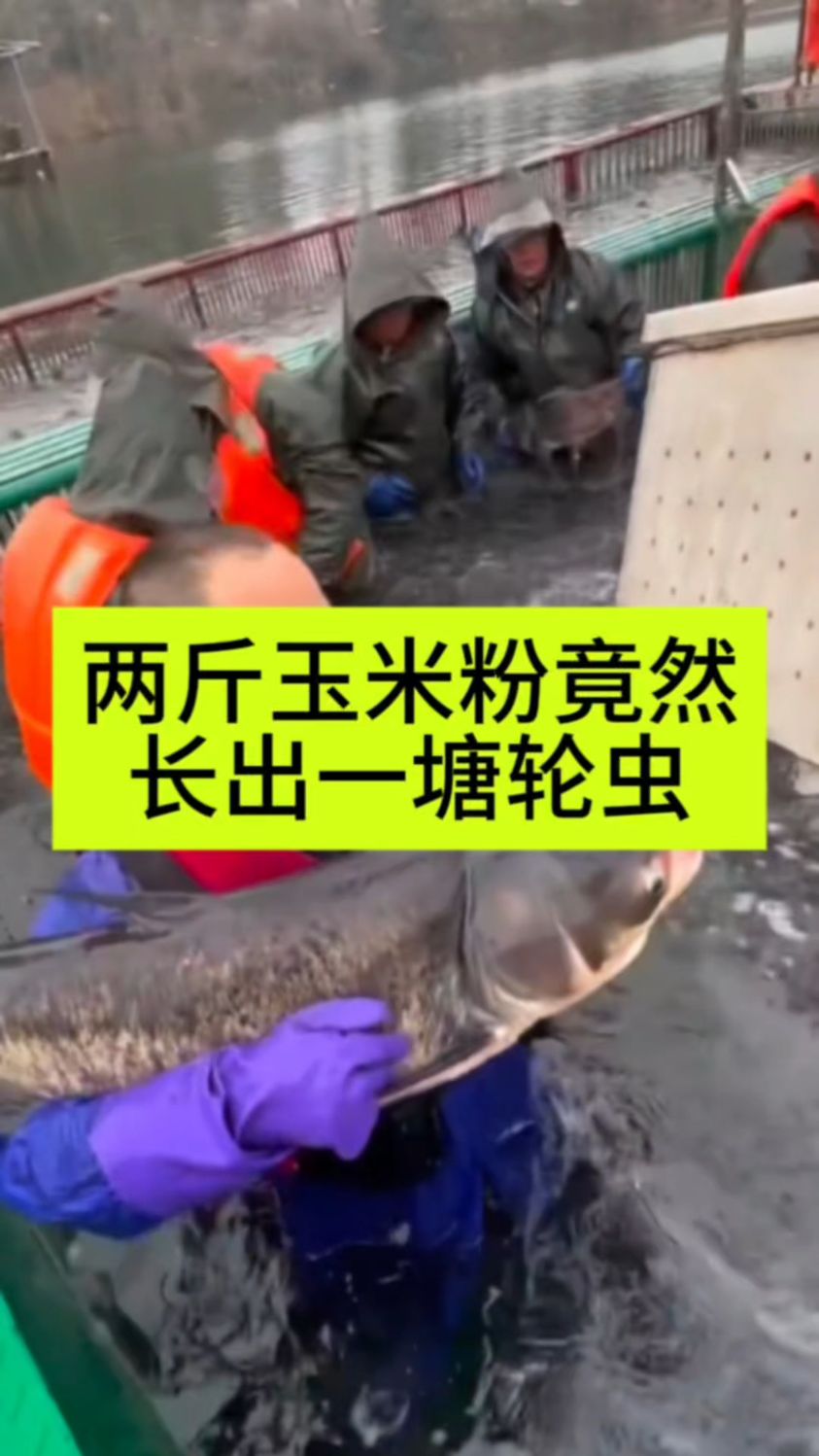 两斤玉米粉竟然能长出一塘轮虫