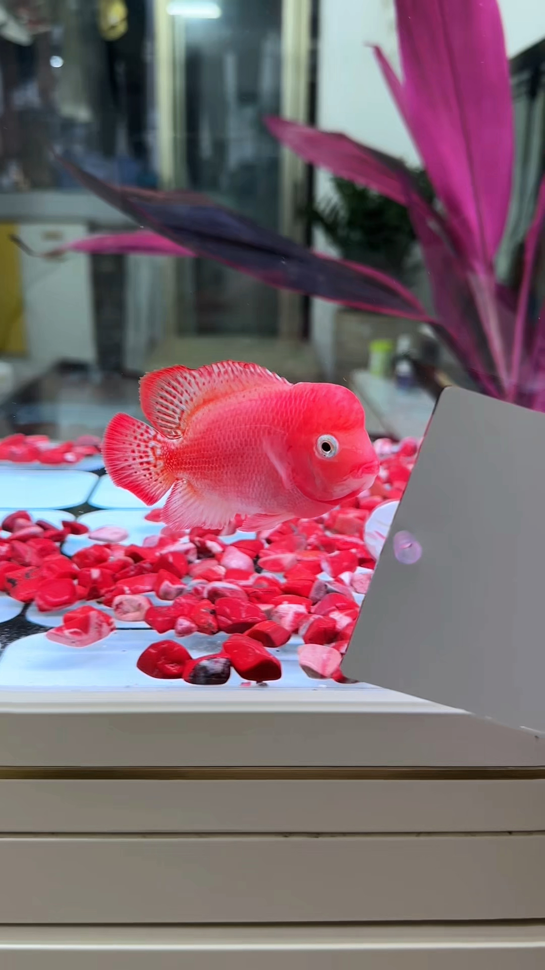 退沙古典火凤凰罗汉鱼