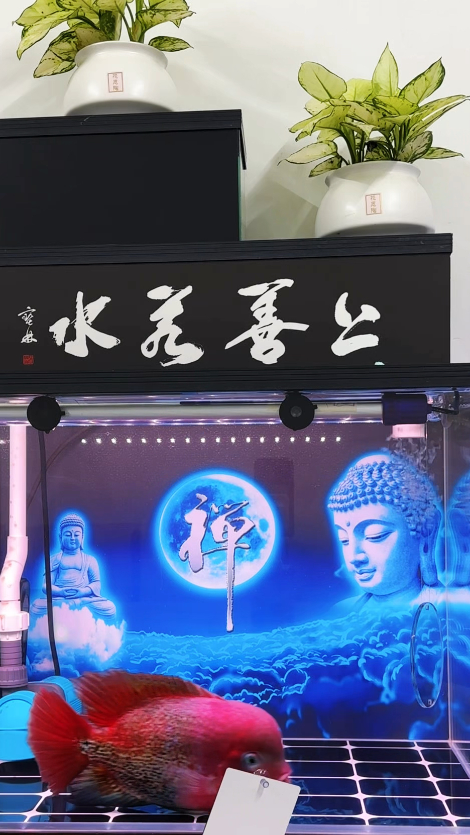 罗汉鱼,古典罗汉鱼