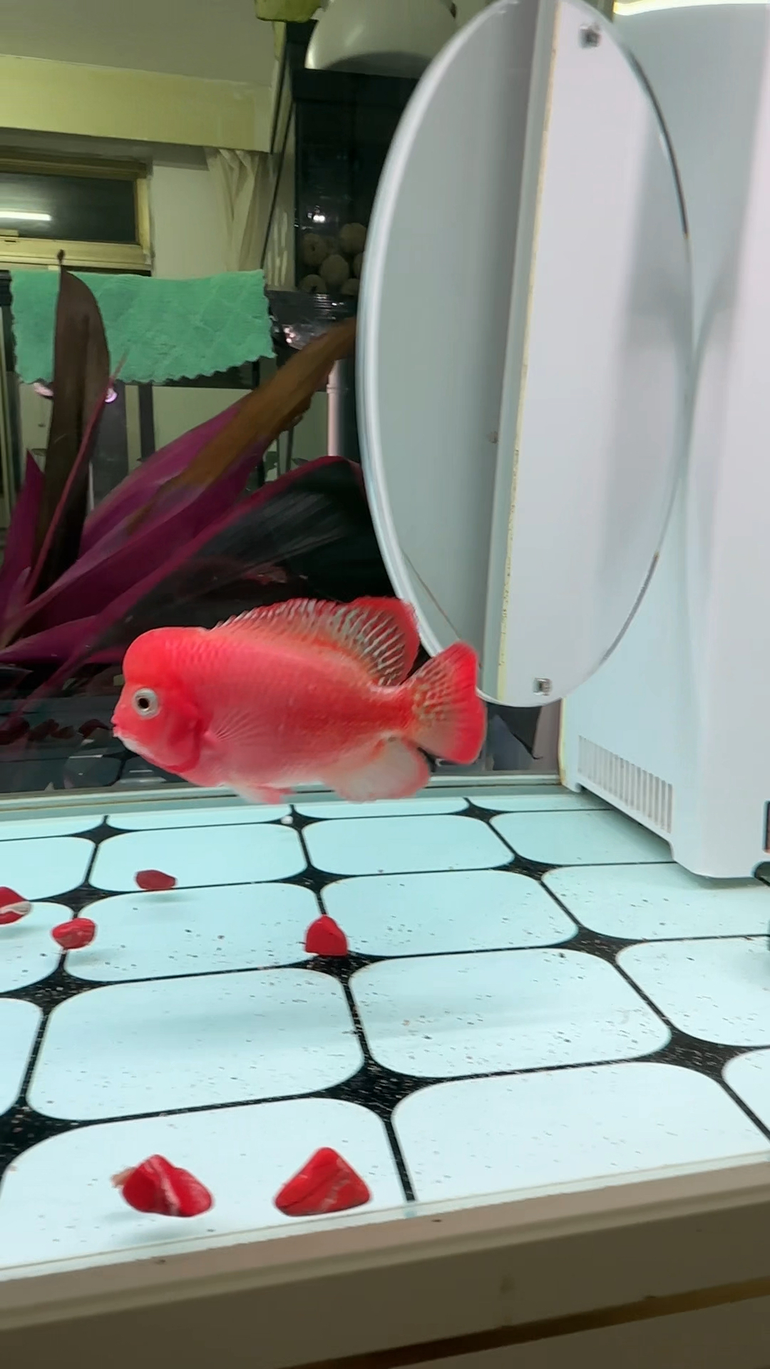 古典火凤凰罗汉鱼