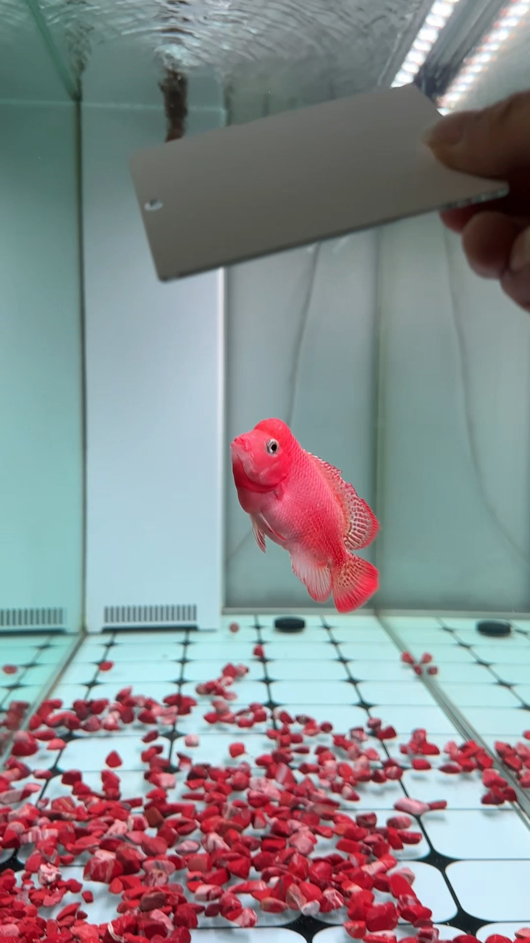 罗汉鱼,古典火凤罗汉鱼