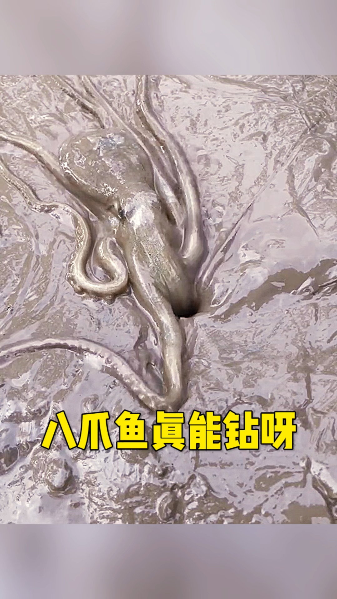 这八爪鱼真是能钻呀