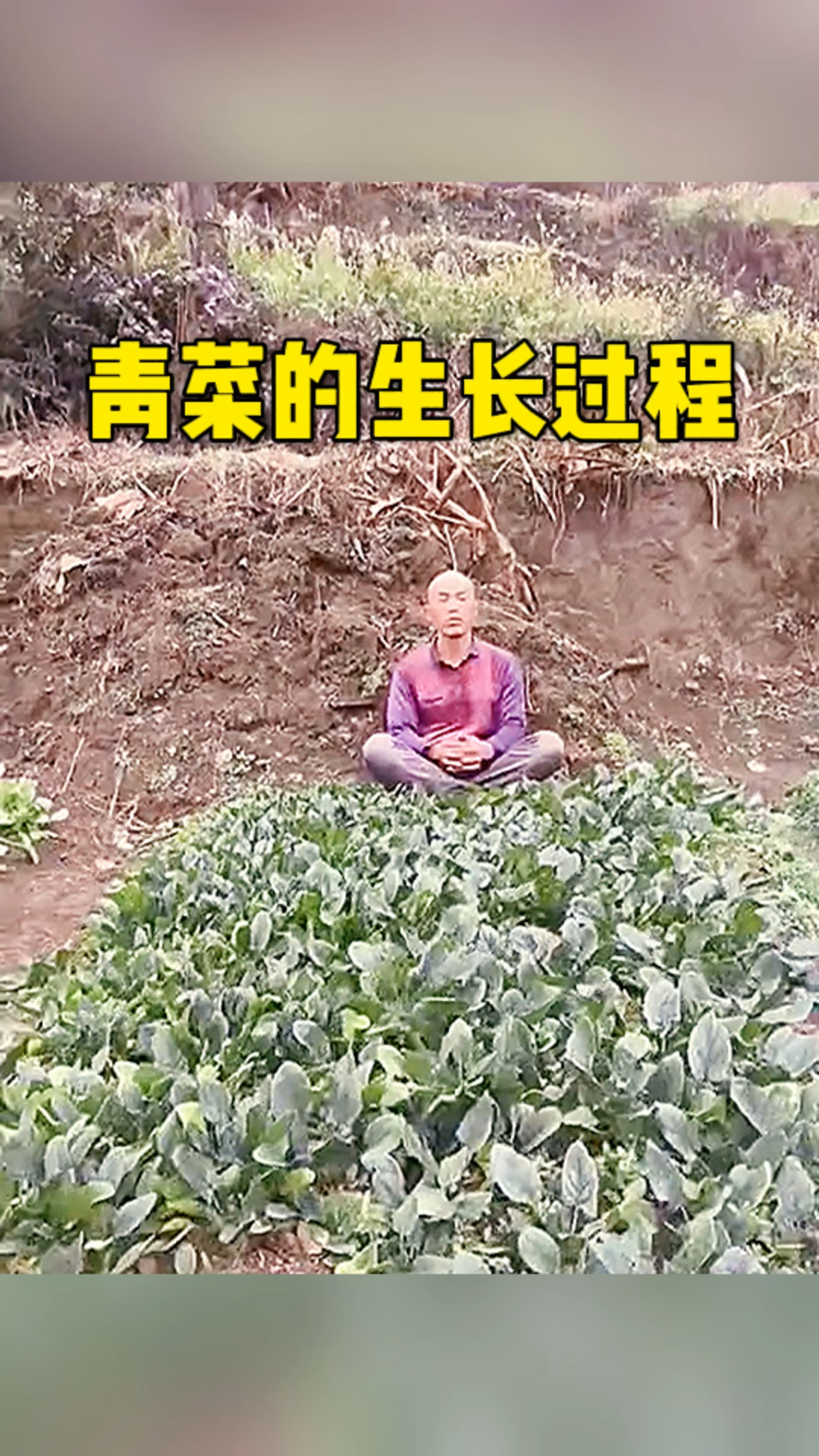 青菜的生长过程真快呀