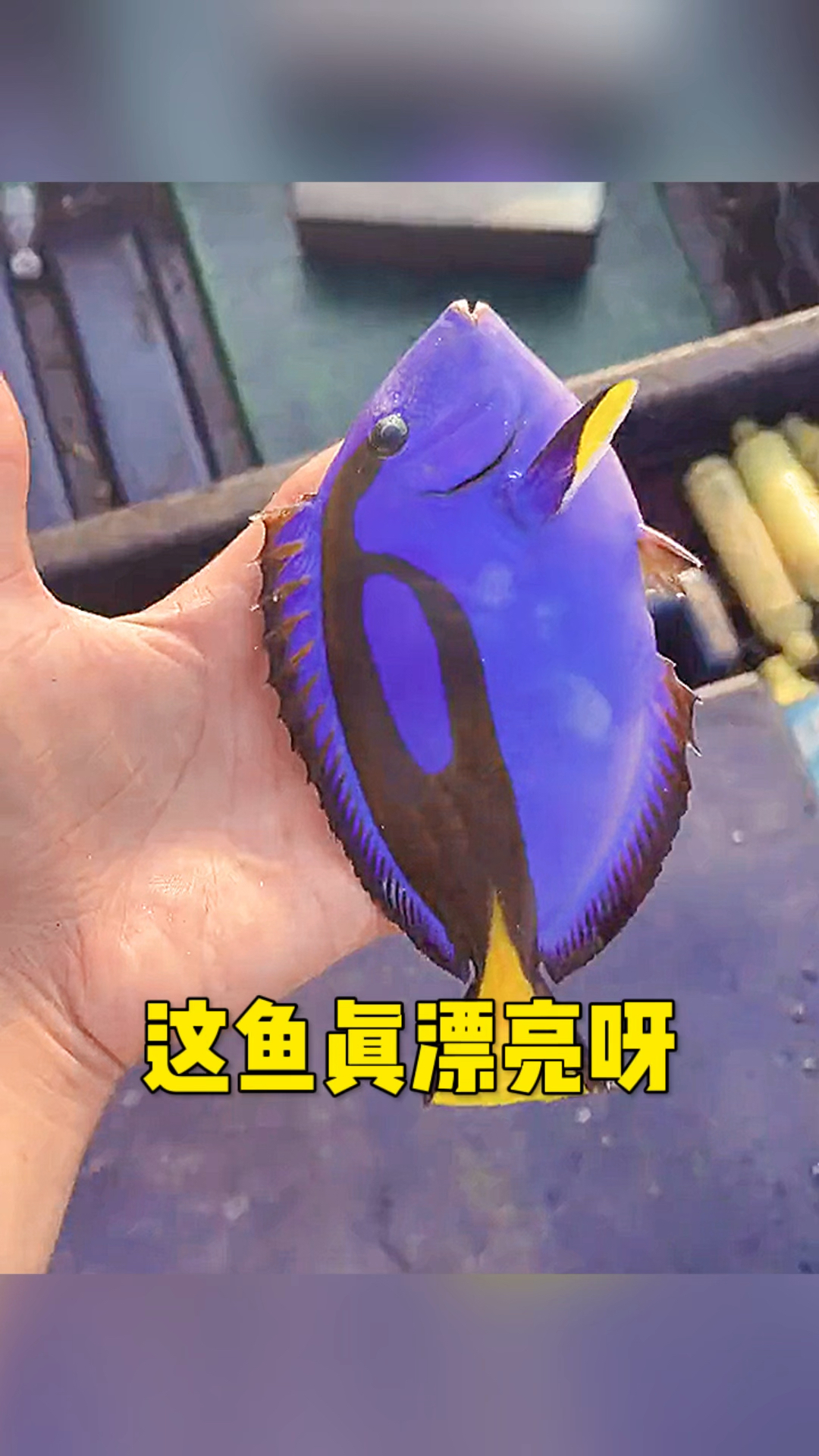 这条鱼也太漂亮了吧