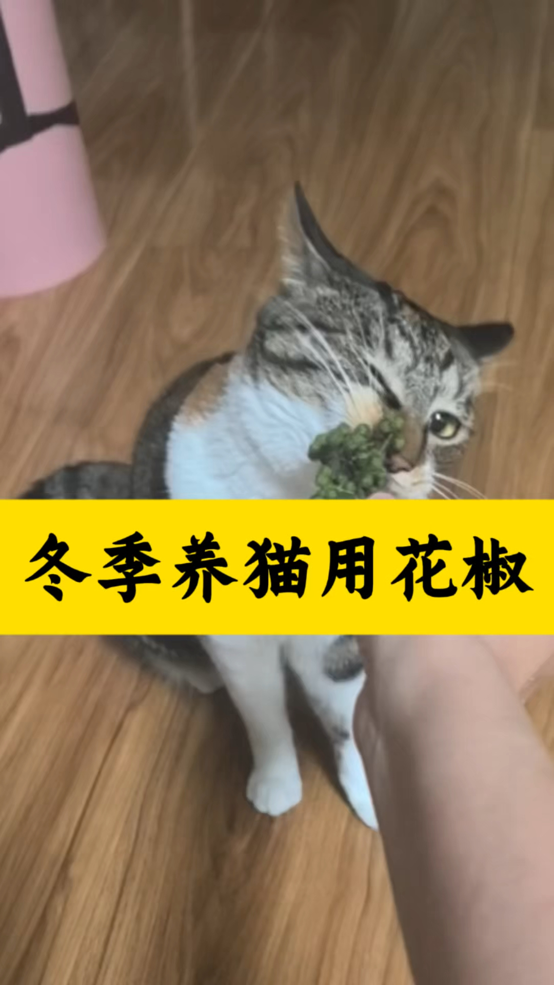 冬季养猫用花椒,让你烦恼忧愁消,你知道怎么用花椒吗?