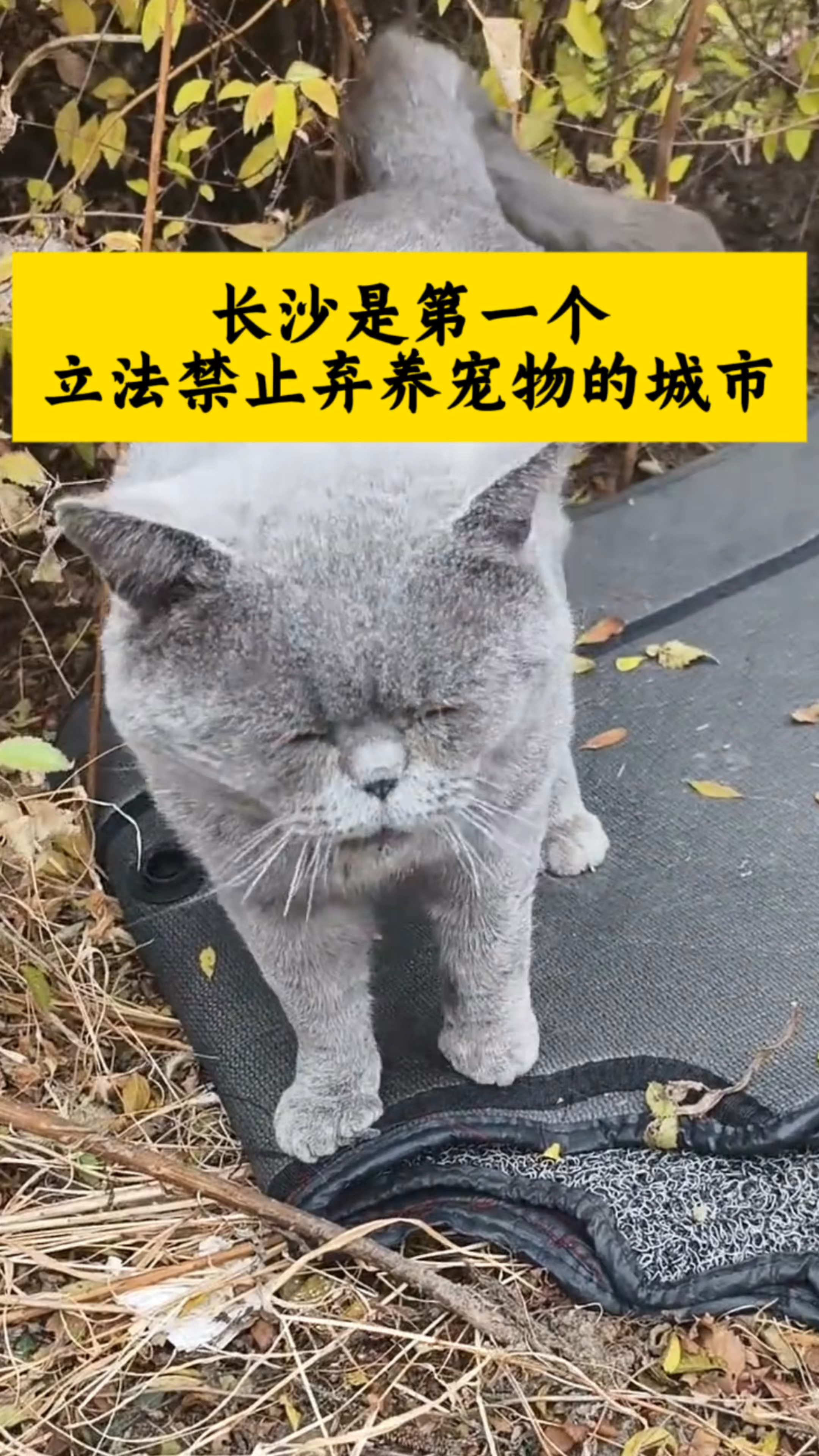 长沙是第一个立法禁止弃养猫咪的城市