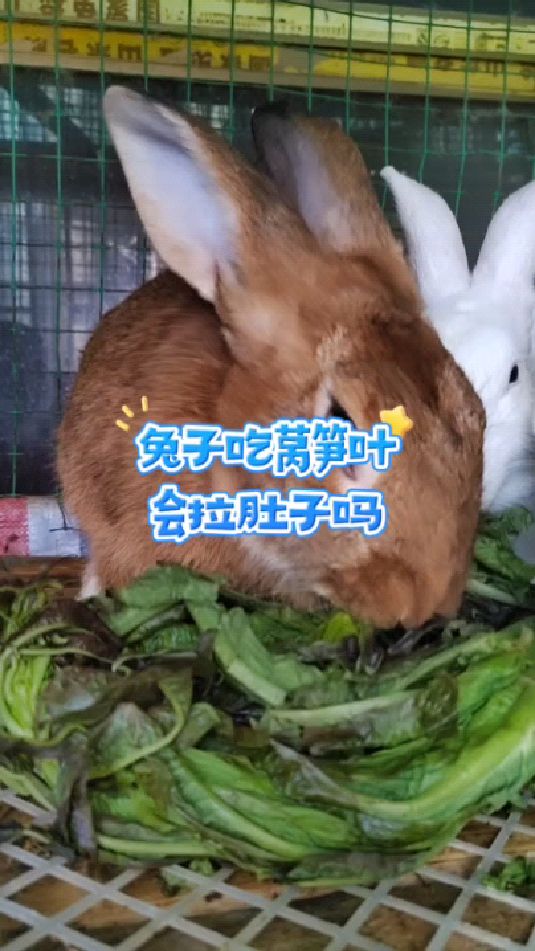 兔子吃莴笋叶会不会拉肚子,很多朋友关心,今天我来告诉大家