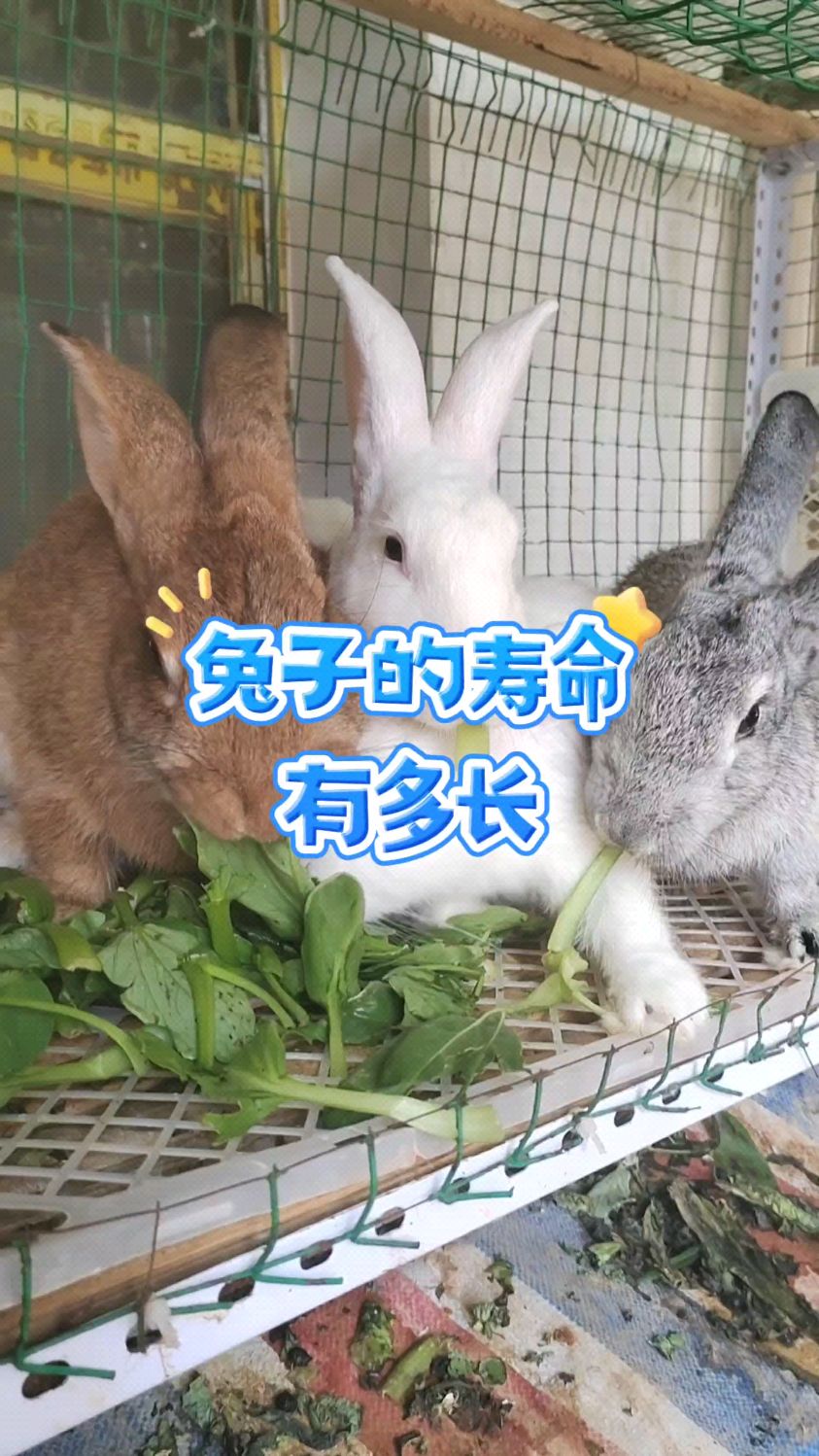 兔子的寿命有多长,养兔新手来看看吧