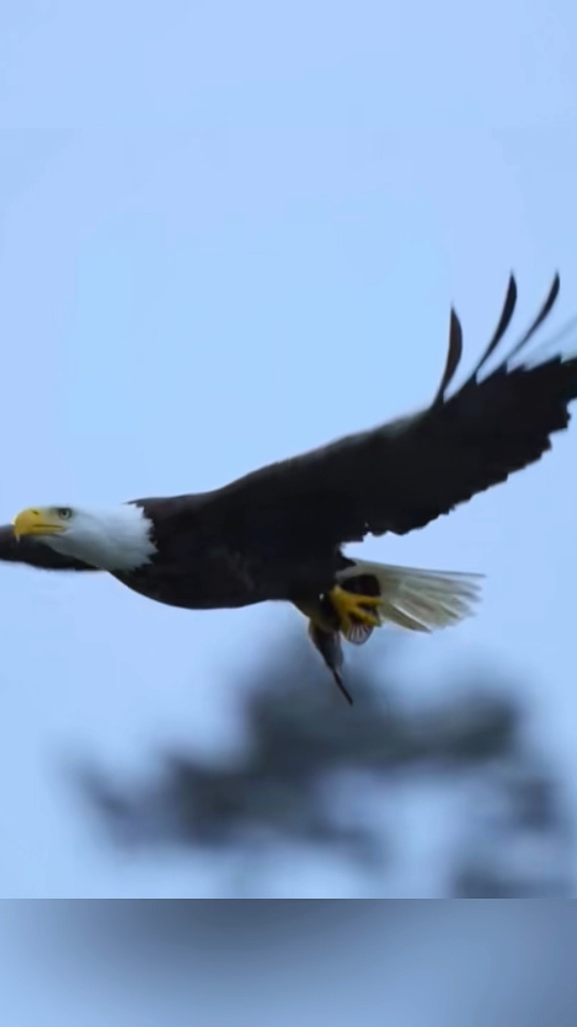 老鹰飞到湖里抓鱼,动作娴熟流畅